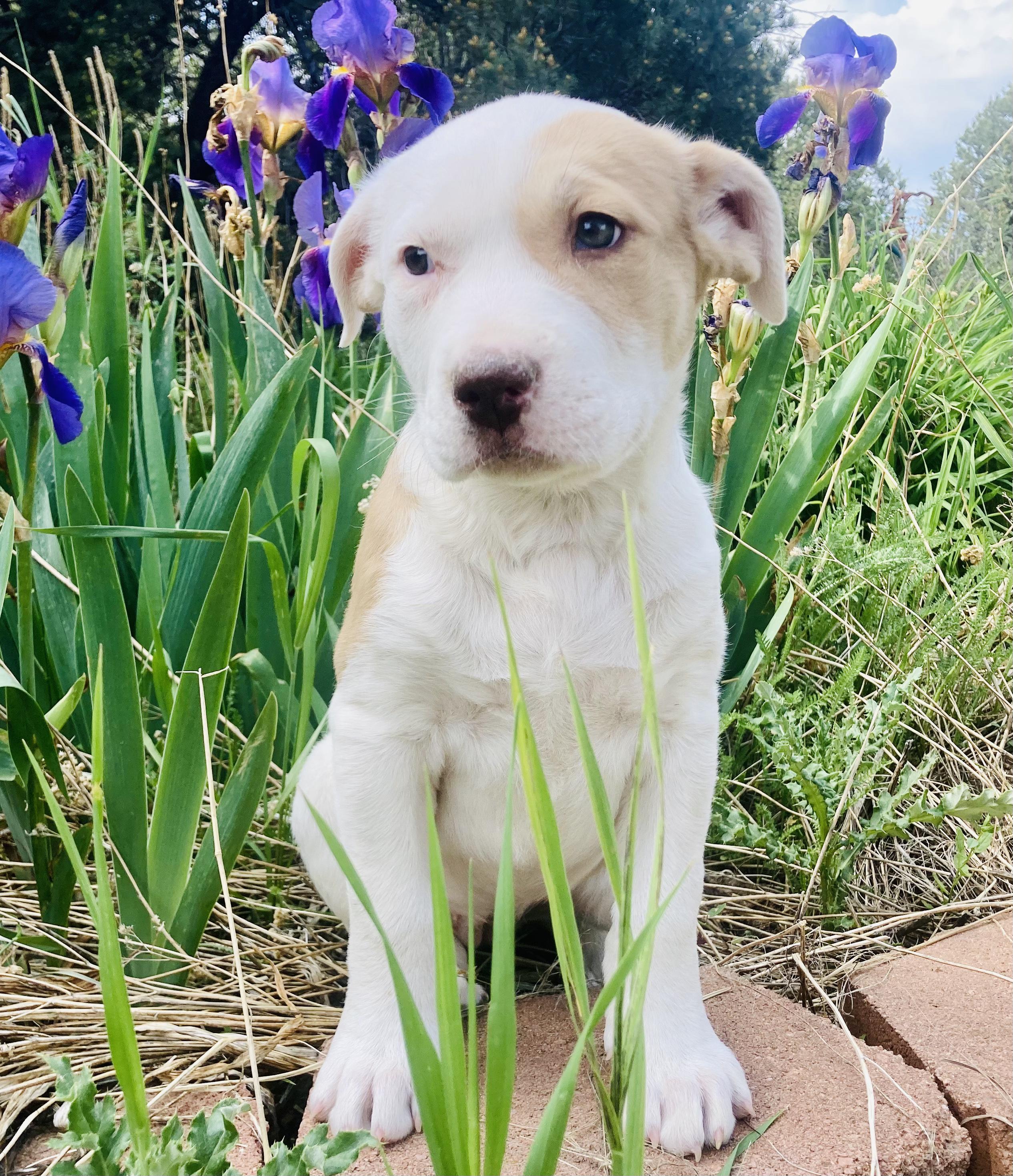 Harper, Adopted, Adult Female American Staffordshire Terrier & Great Pyrenees.