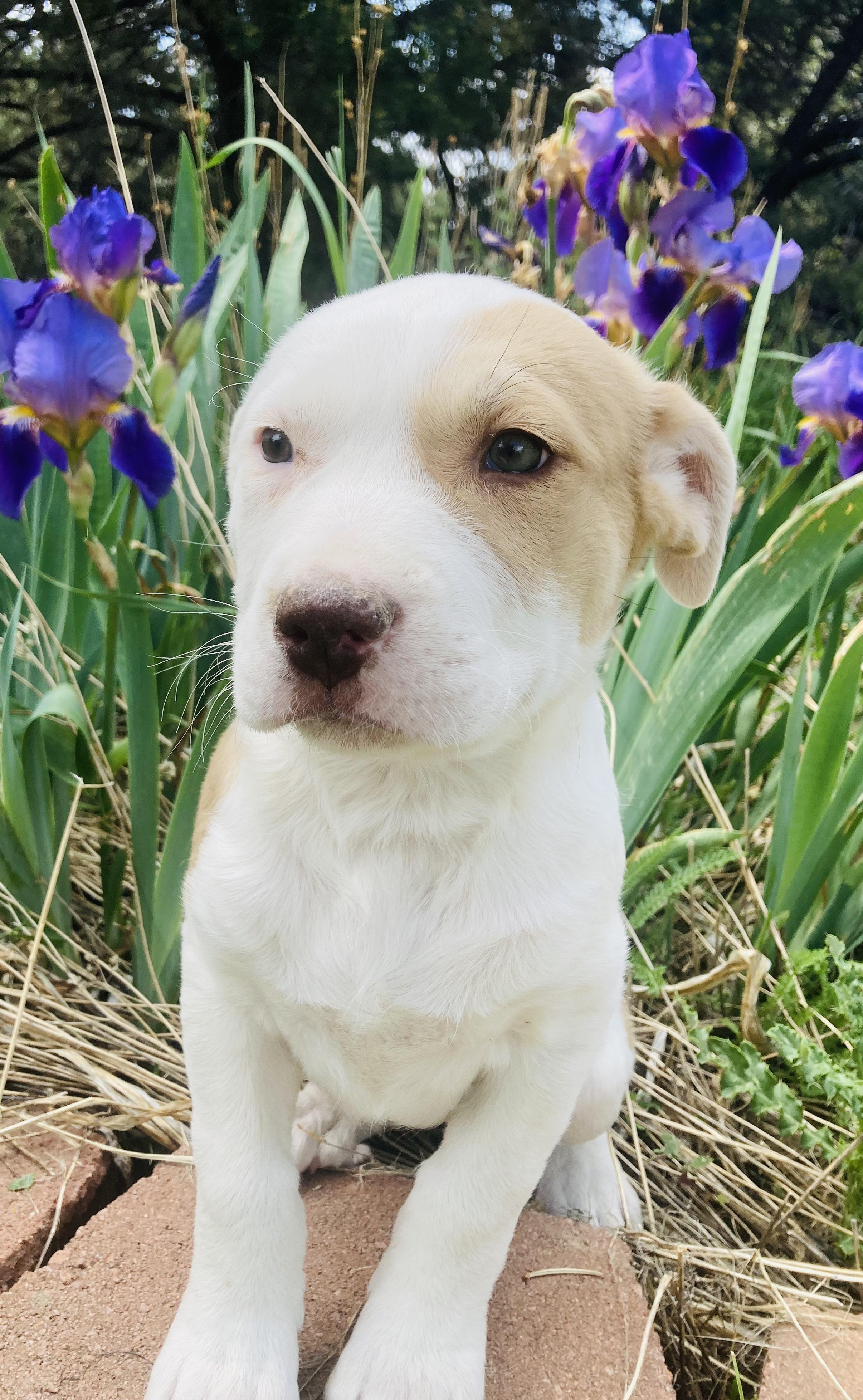 Harper, a Adopted mixed breed in RYE, CO image 2/6