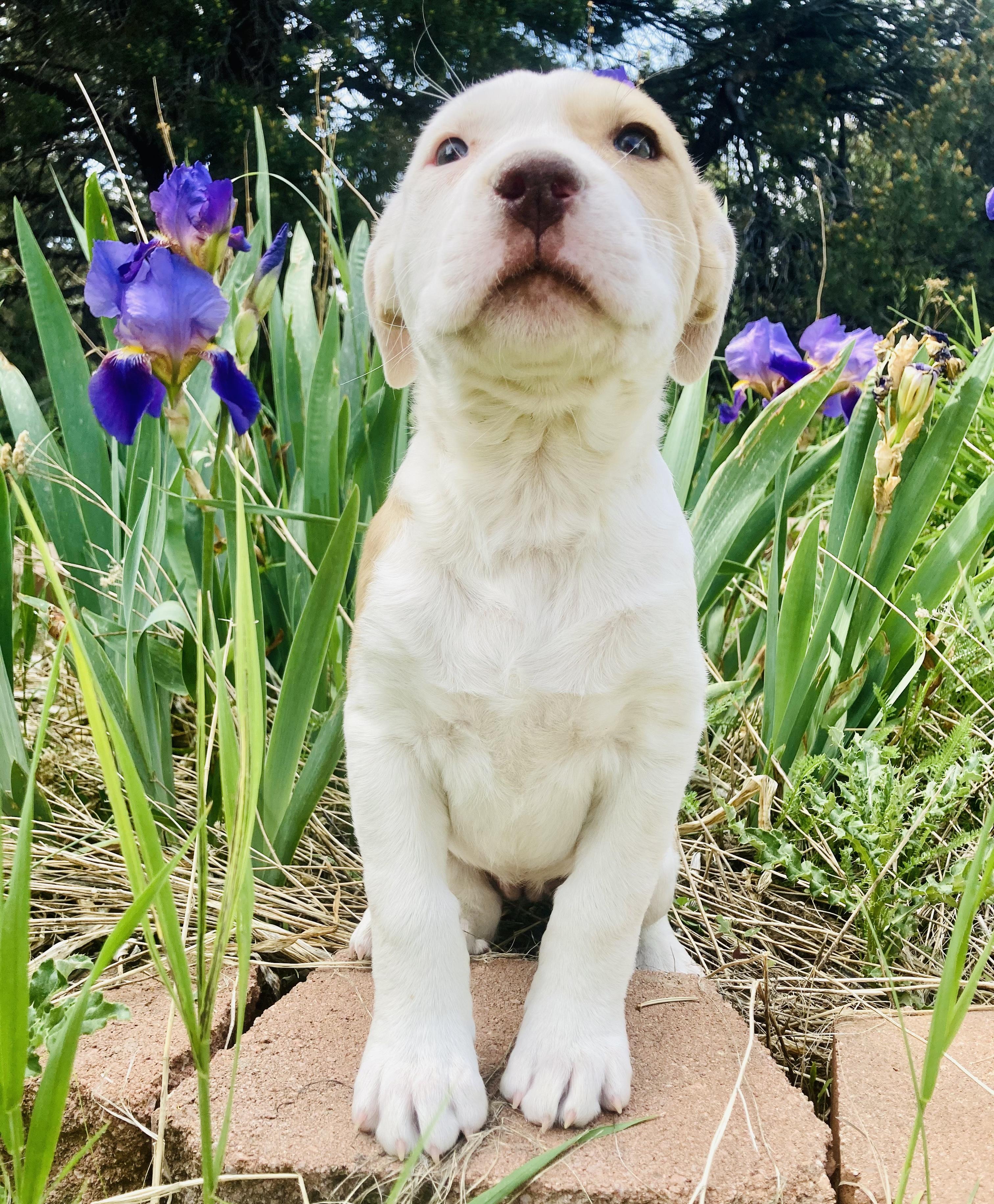Harper, a Adopted mixed breed in RYE, CO image 3/6
