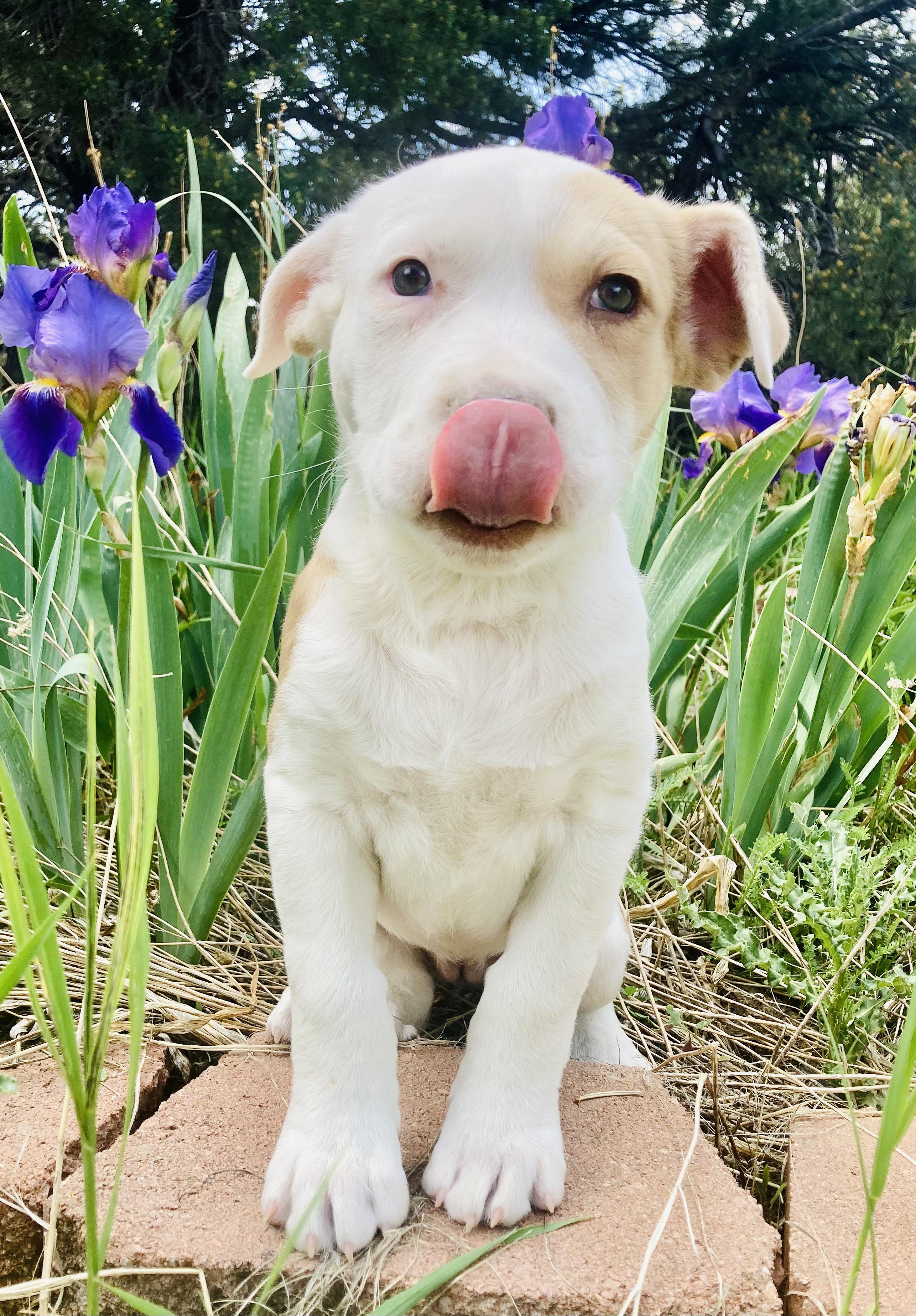 Harper, a Adopted mixed breed in RYE, CO image 4/6