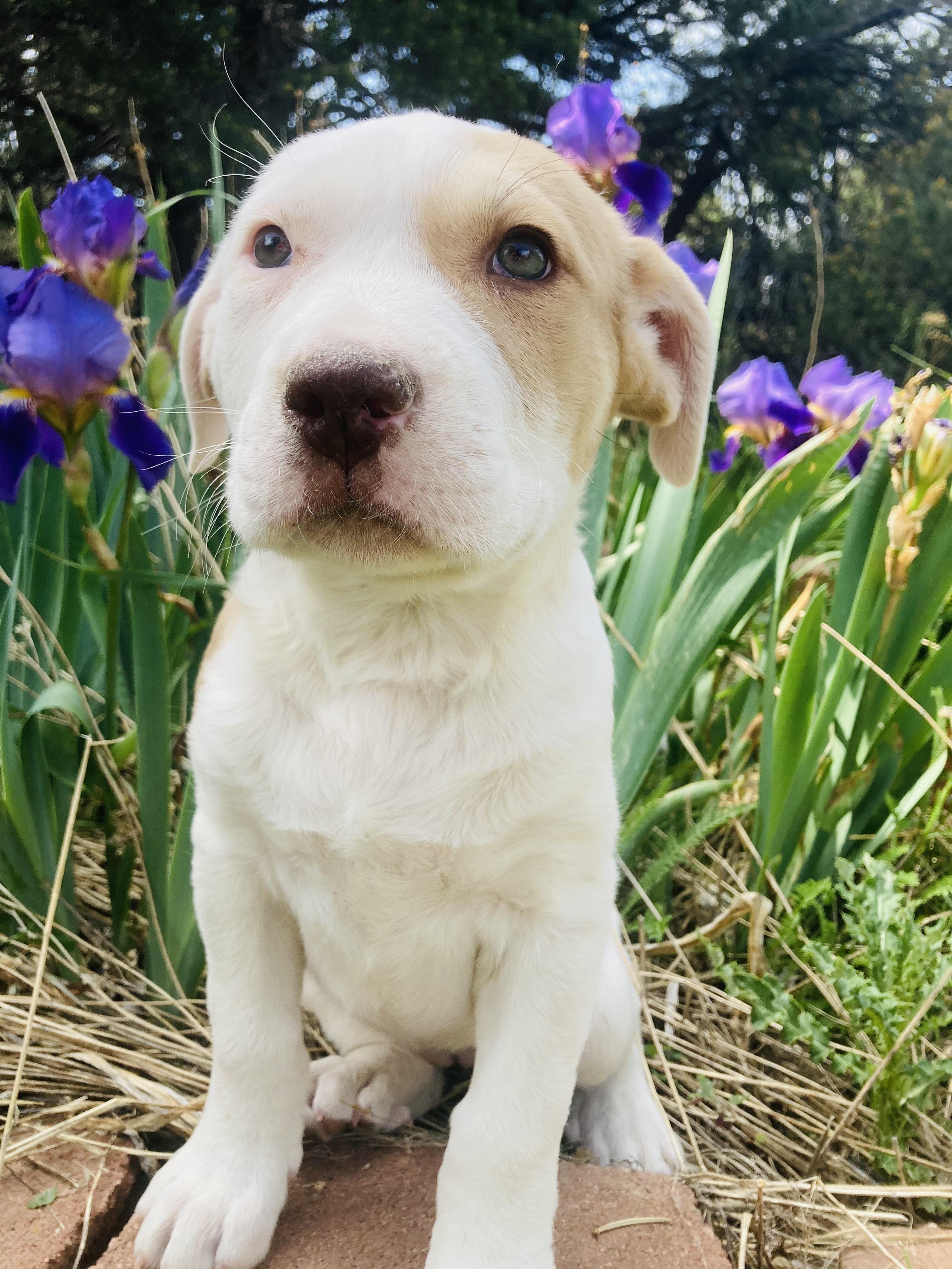 Harper, a Adopted mixed breed in RYE, CO image 5/6