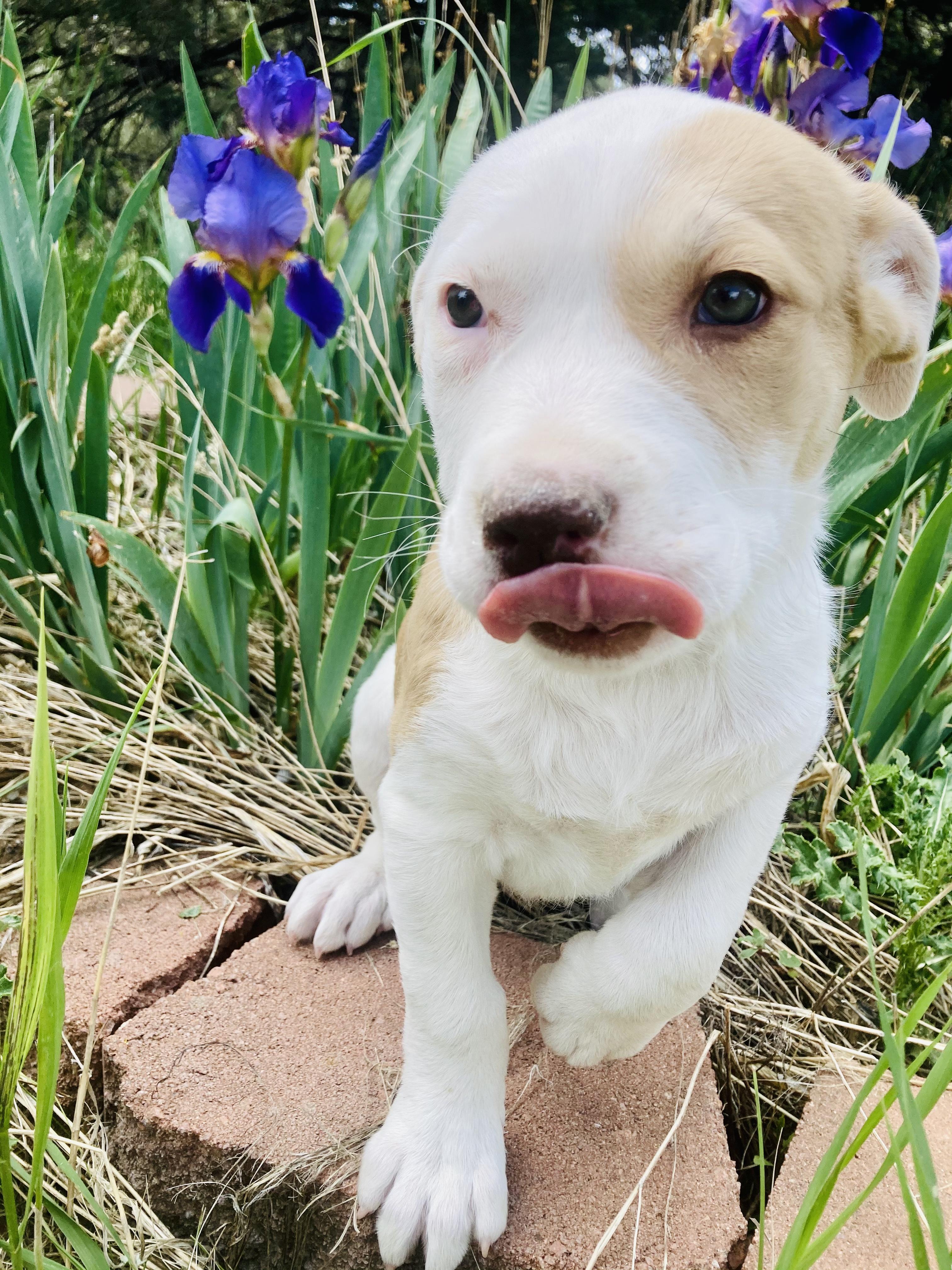 Harper, a Adopted mixed breed in RYE, CO image 6/6