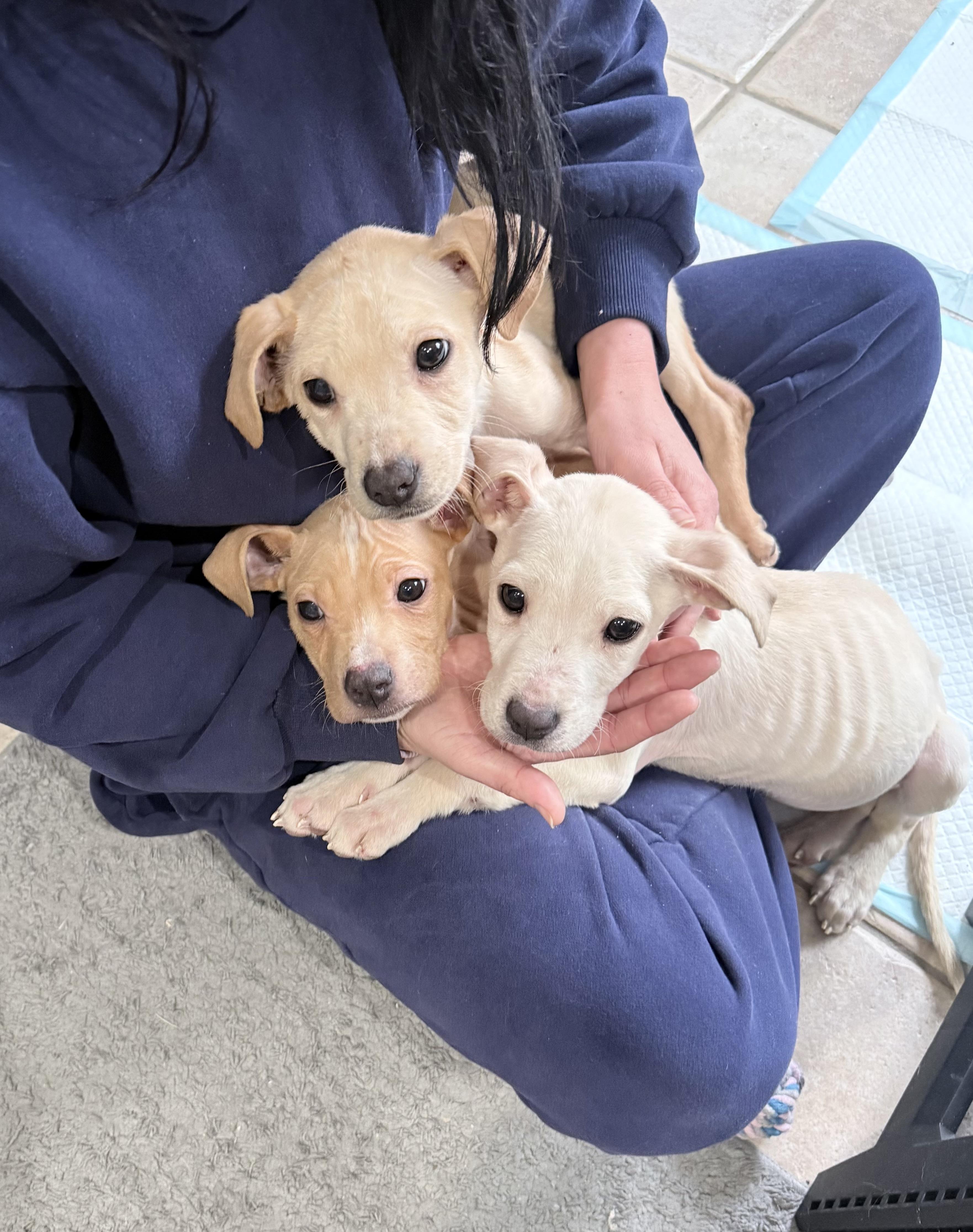 Enlarge Regina, a ADOPTABLE mixed breed in China Township, MI image 2/6