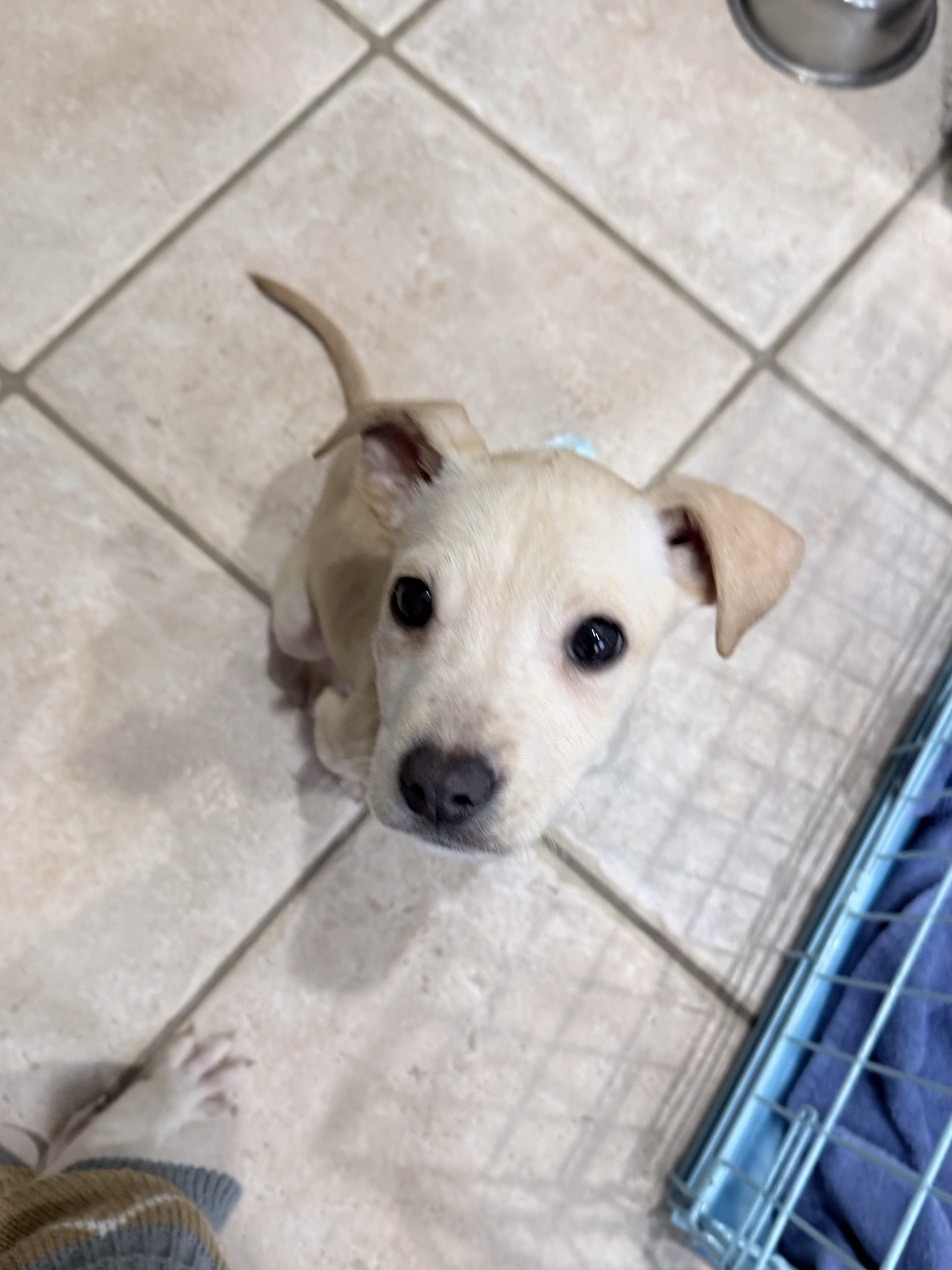 Enlarge Regina, a ADOPTABLE mixed breed in China Township, MI image 5/6