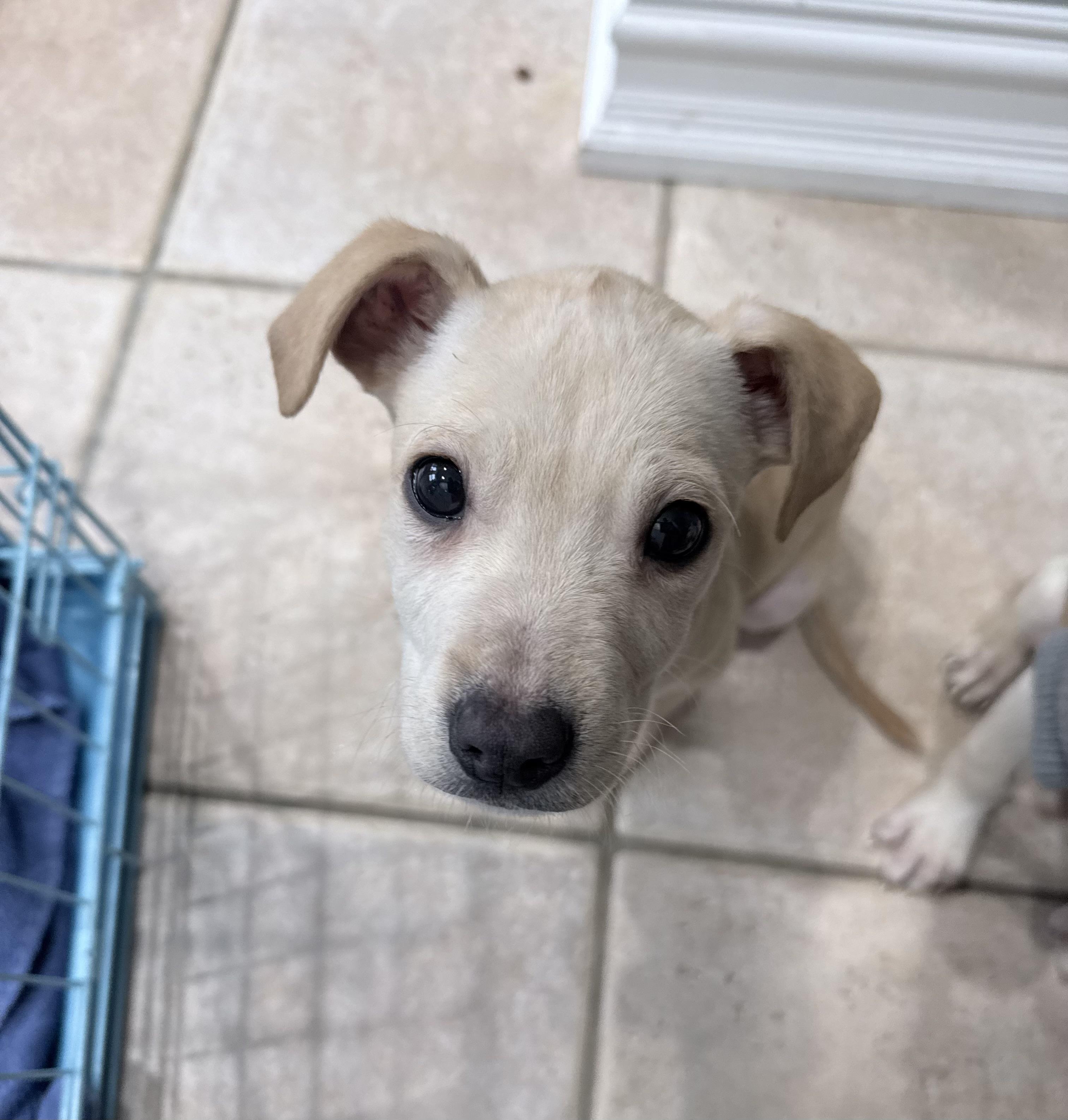 Enlarge Regina, a ADOPTABLE mixed breed in China Township, MI image 1/6