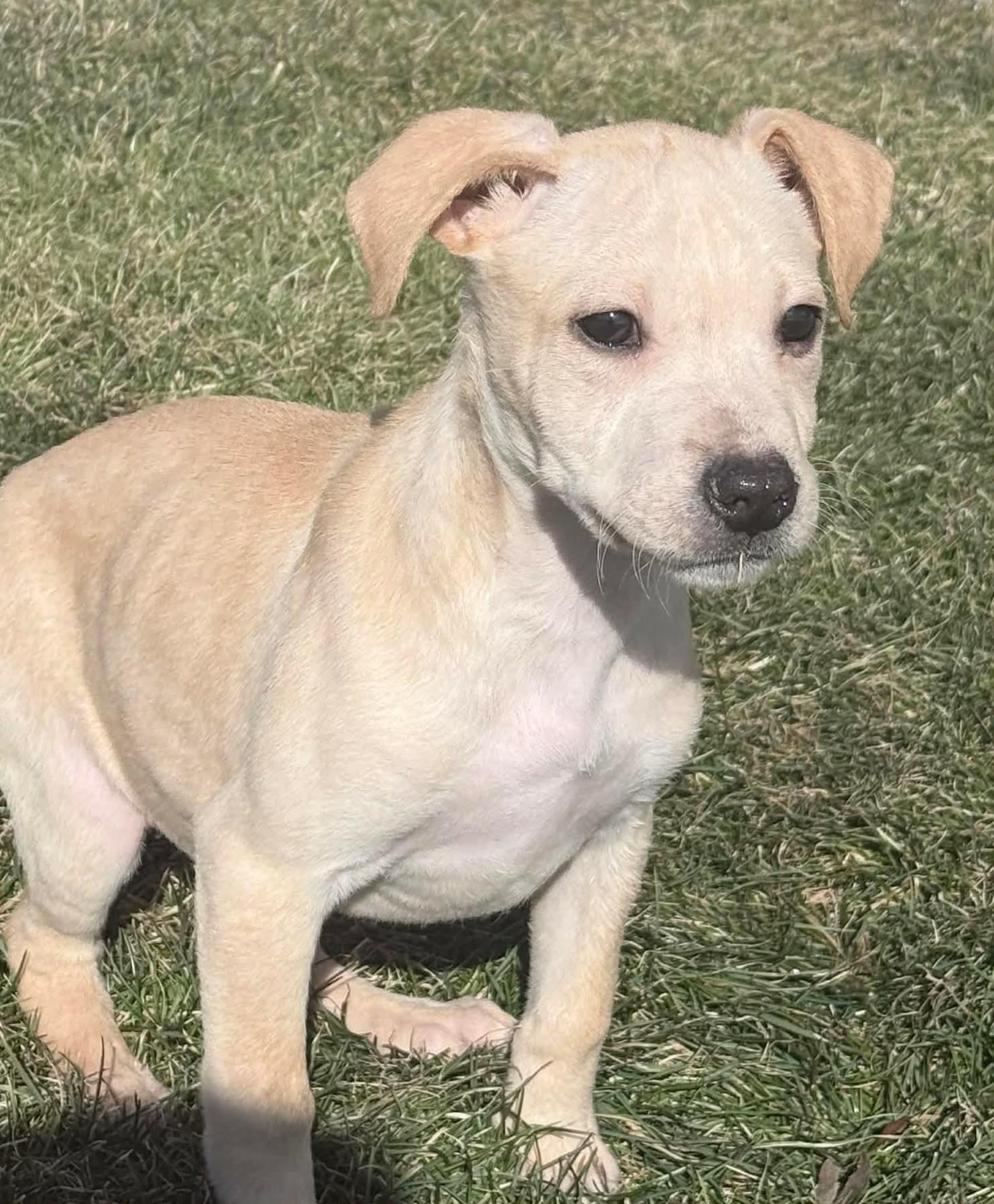 Enlarge Regina, an adopted mixed breed in China Township, MI image 6/6