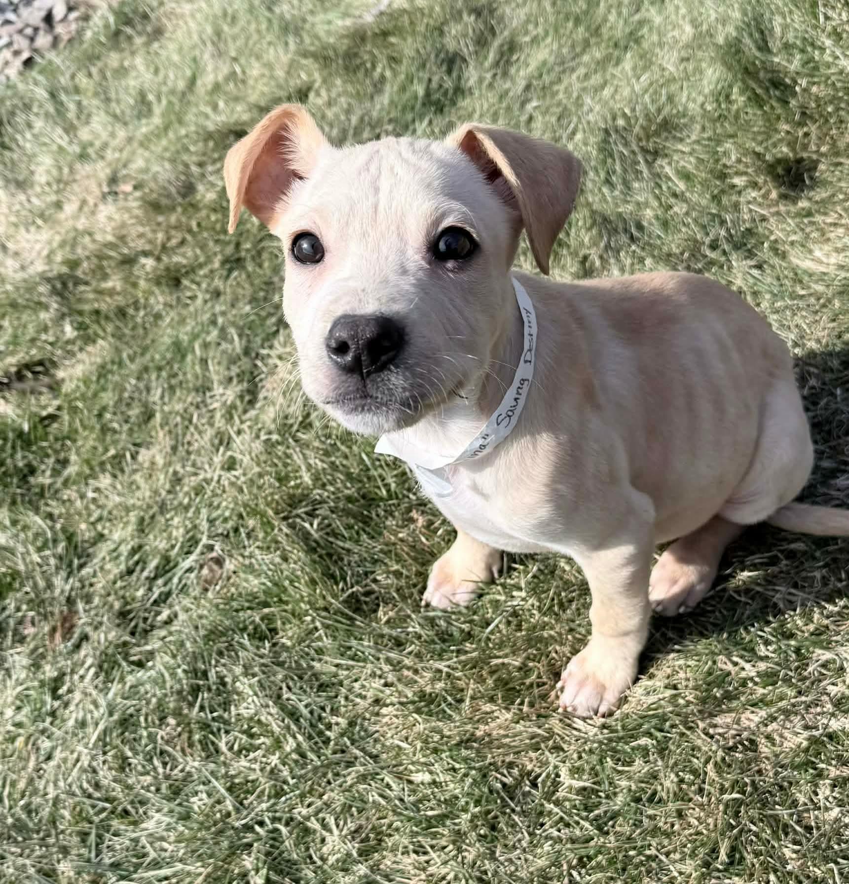 Enlarge Regina, an adopted mixed breed in China Township, MI image 5/6