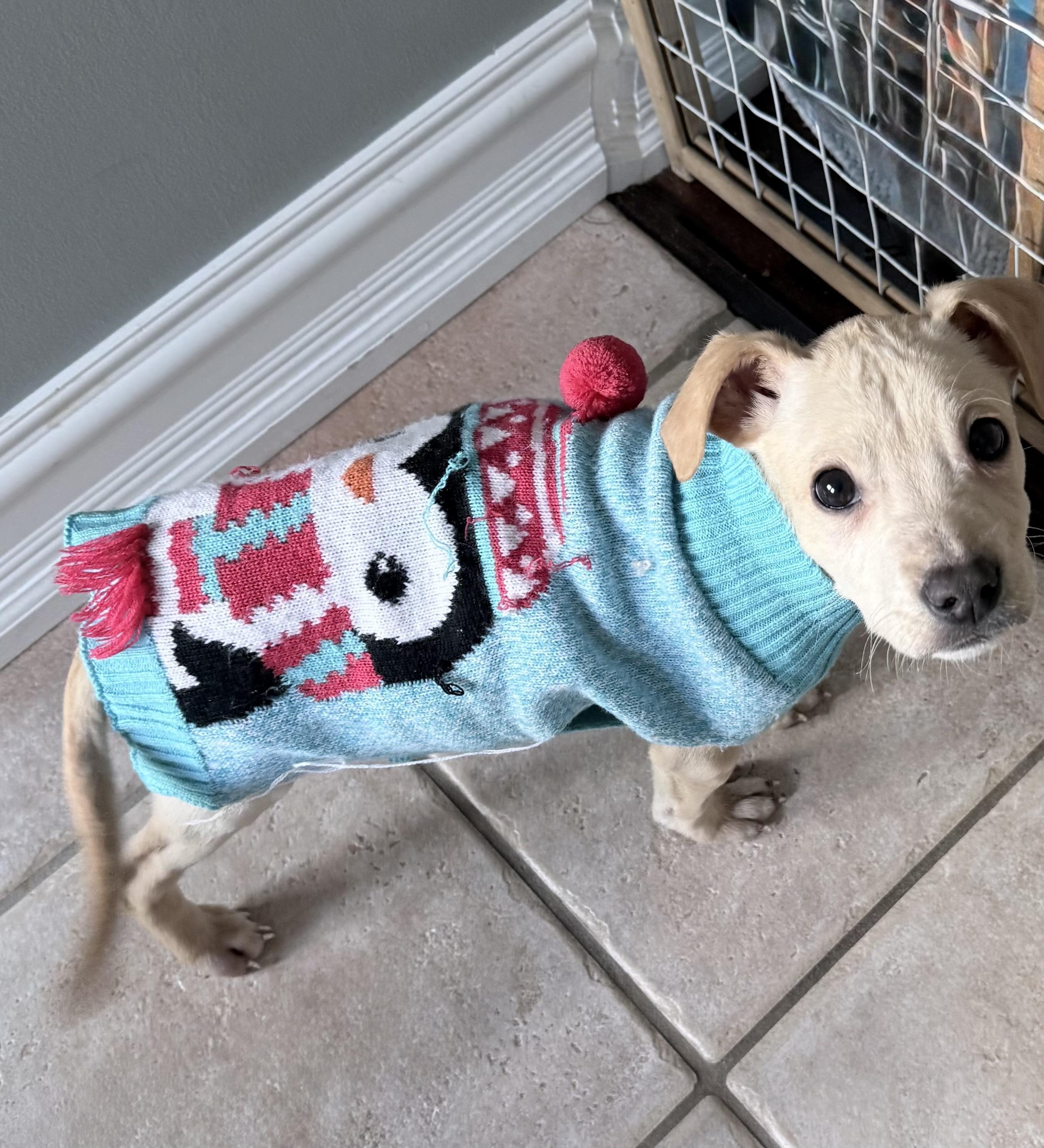 Enlarge Regina, a ADOPTABLE mixed breed in China Township, MI image 6/6