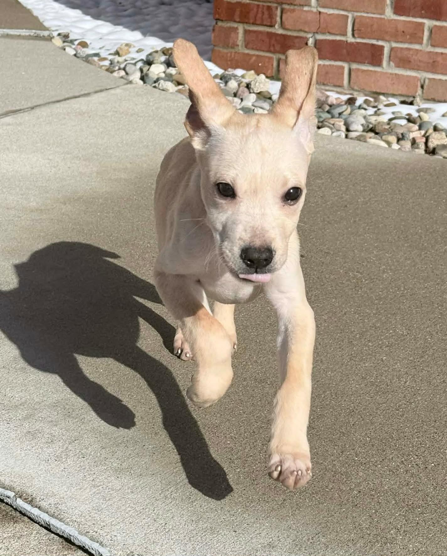 Enlarge Regina, an adopted mixed breed in China Township, MI image 4/6