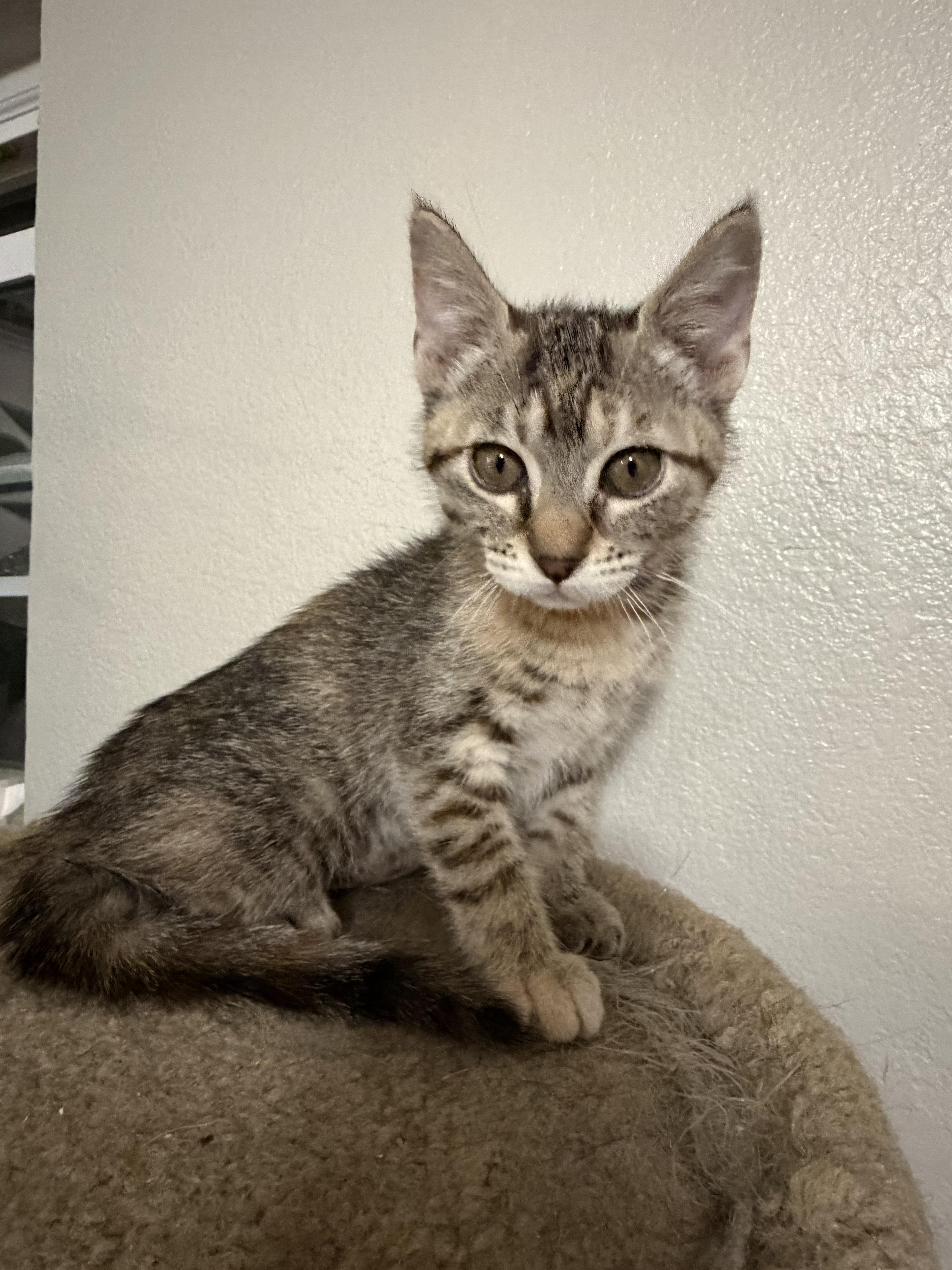 Bambi, a Adoptable Domestic Short Hair in Rio Linda, CA image 1/4
