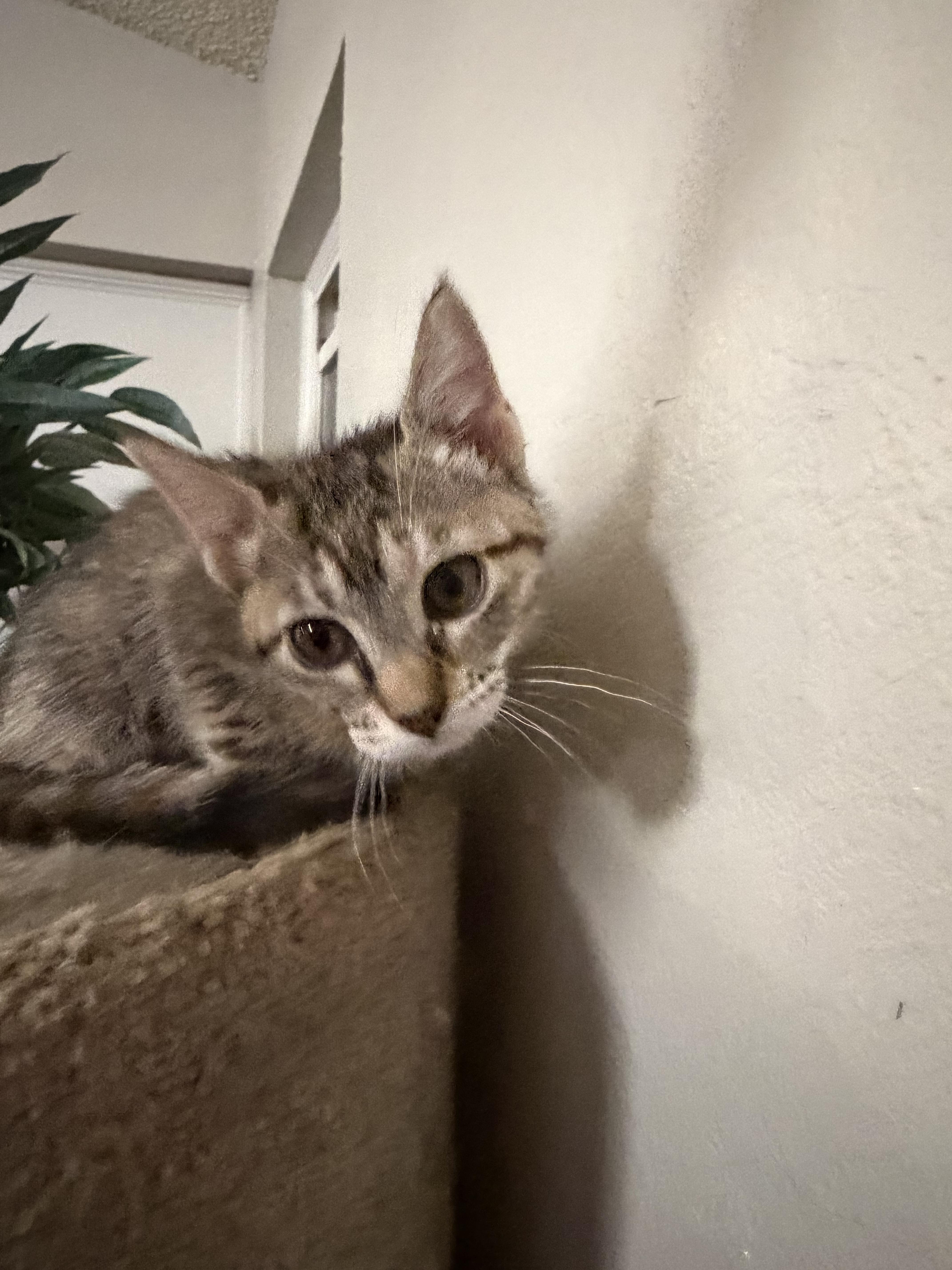 Bambi, a Adoptable Domestic Short Hair in Rio Linda, CA image 2/4