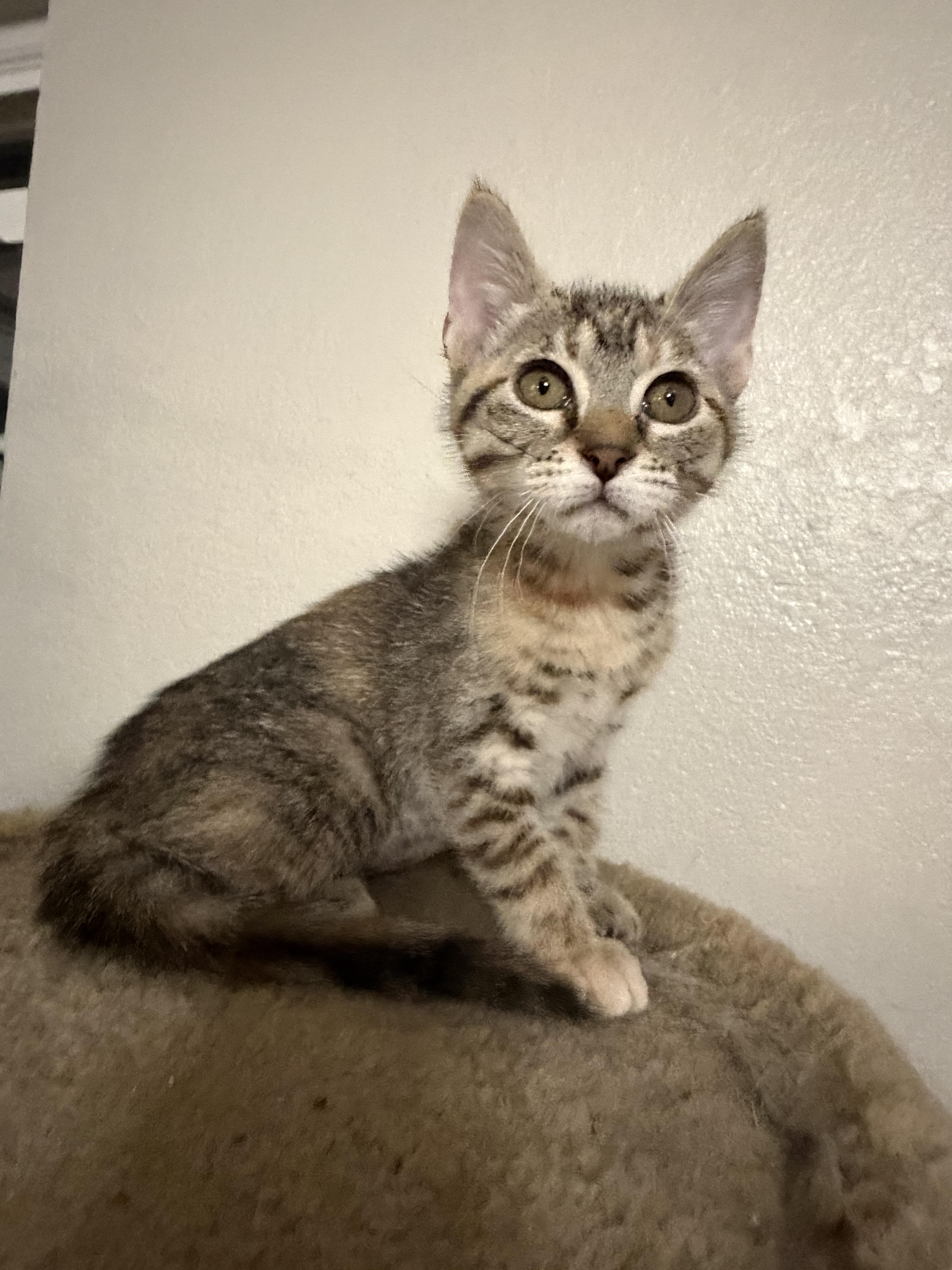 Bambi, a Adoptable Domestic Short Hair in Rio Linda, CA image 3/4