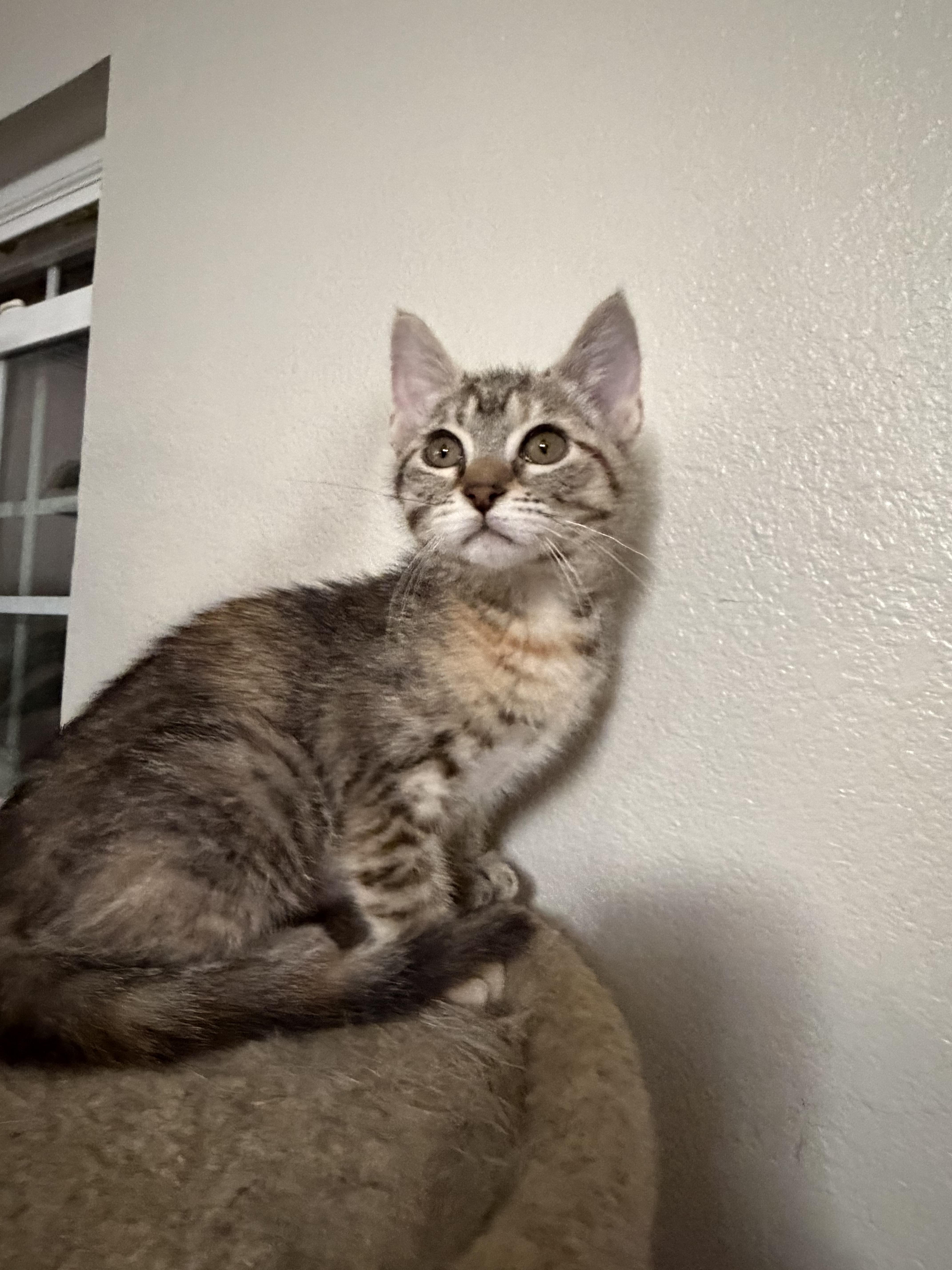 Bambi, a Adoptable Domestic Short Hair in Rio Linda, CA image 4/4