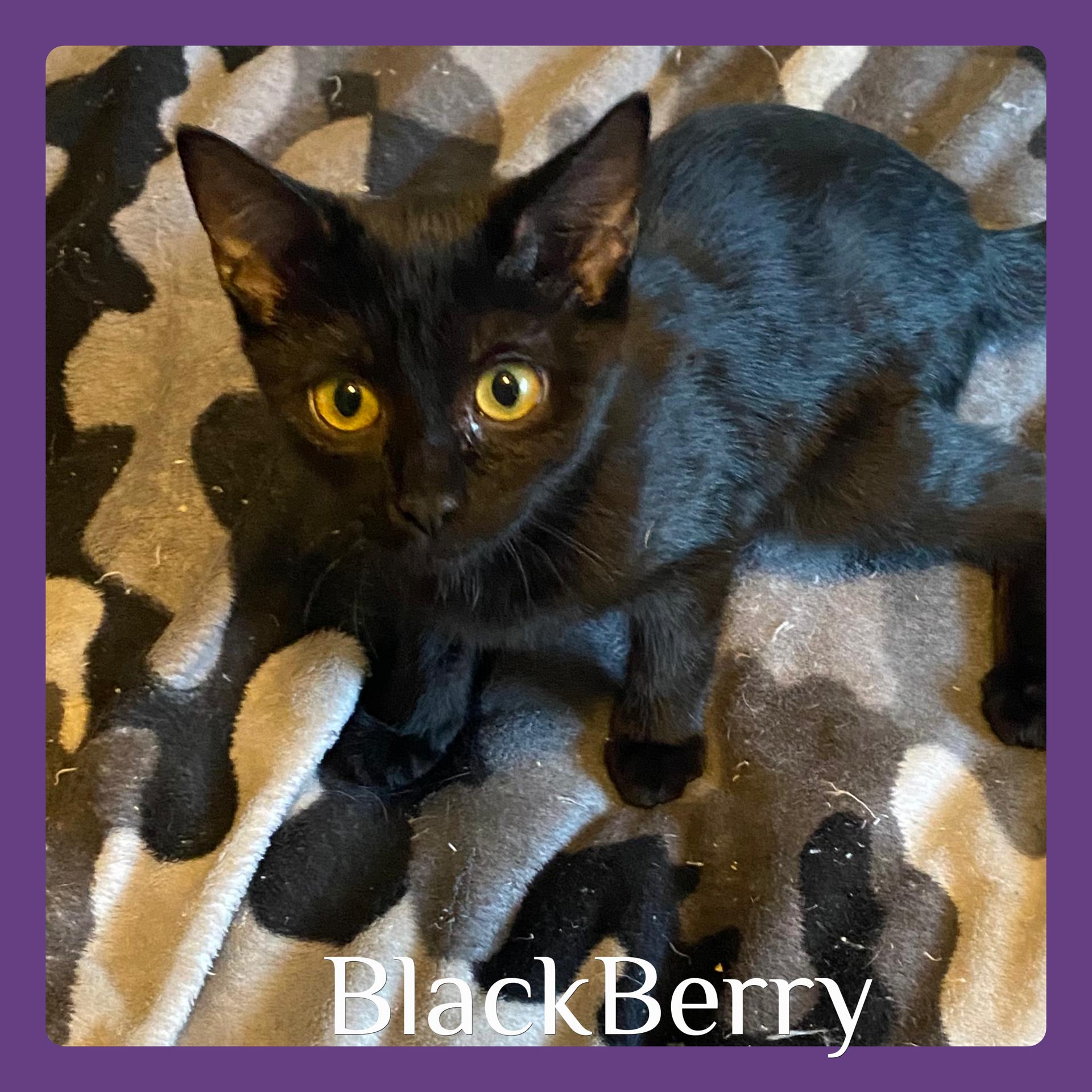 BLACKBERRY, an adoptable Tabby in Lawton, OK, 73505 | Photo Image 1