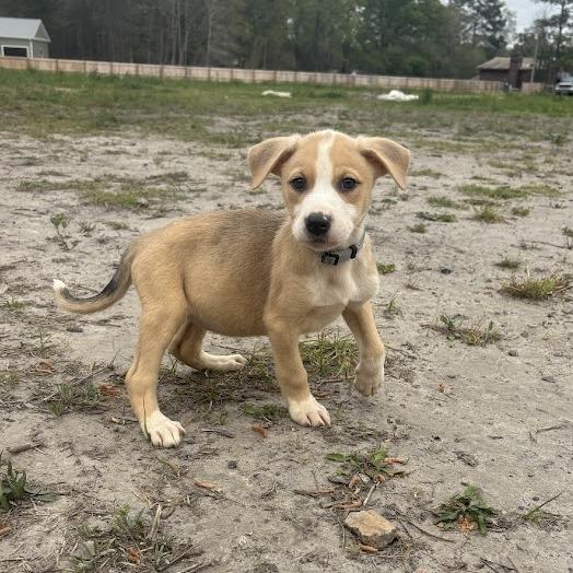 Enlarge Noah, a Adoptable mixed breed in North Charleston, SC image 1/6