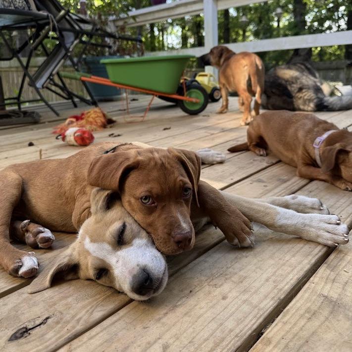 Enlarge Noah, a Adoptable mixed breed in North Charleston, SC image 2/6