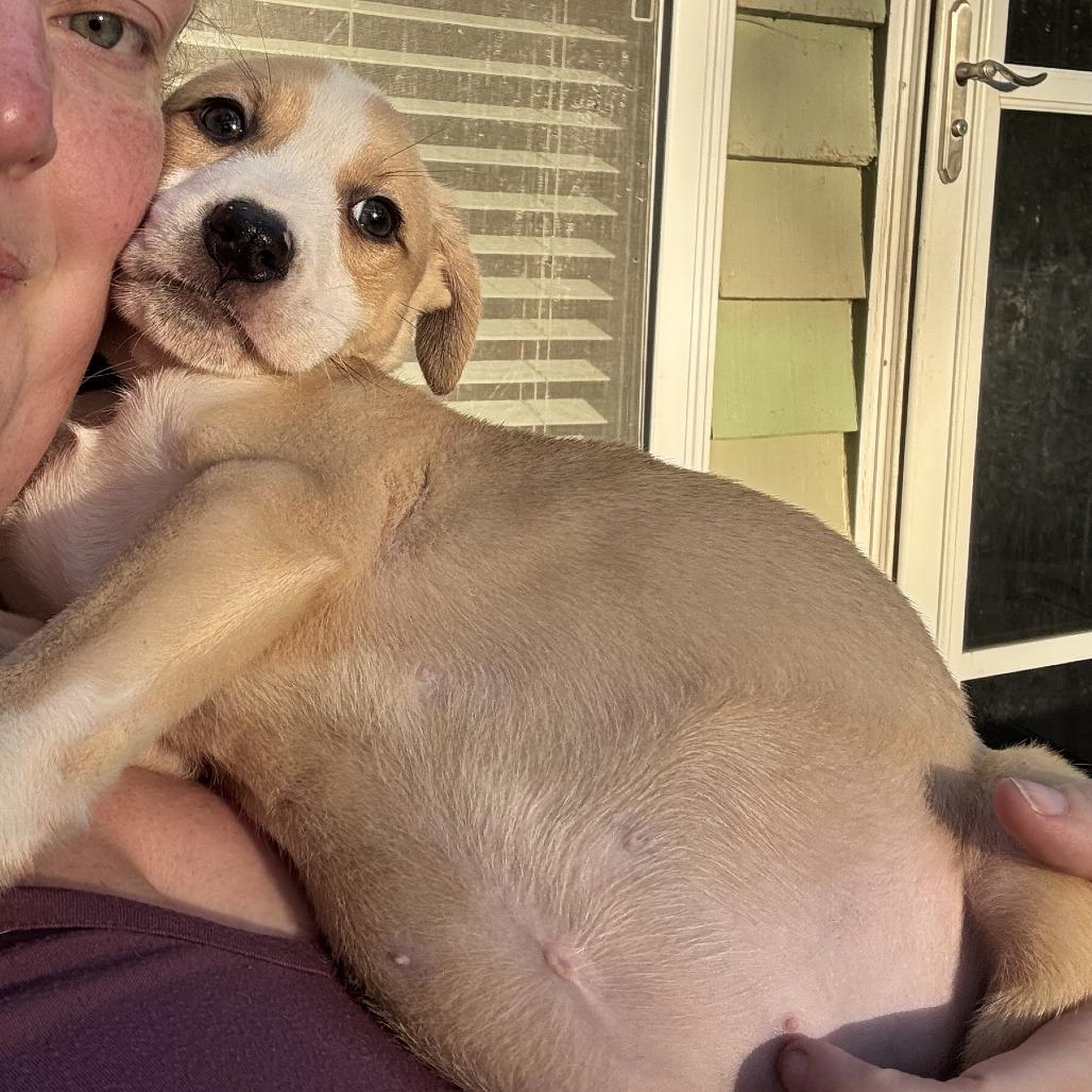 Enlarge Noah, a Adoptable mixed breed in North Charleston, SC image 2/6