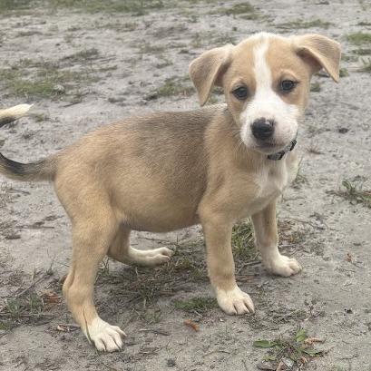 Enlarge Noah, a Adoptable mixed breed in North Charleston, SC image 3/6