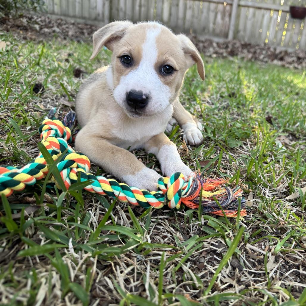 Enlarge Noah, a Adoptable mixed breed in North Charleston, SC image 4/6