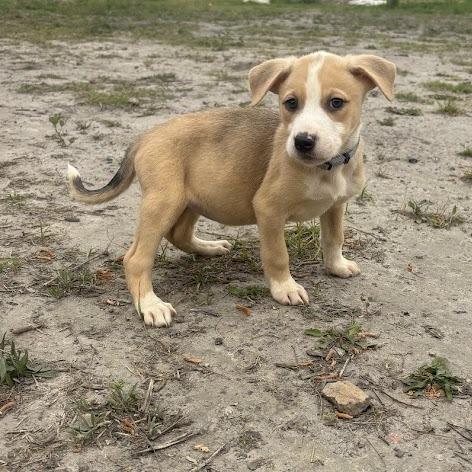 Enlarge Noah, a Adoptable mixed breed in North Charleston, SC image 5/6