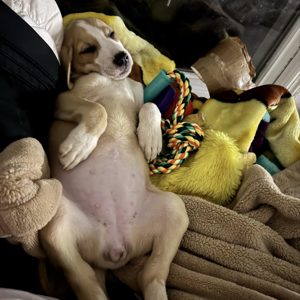 Enlarge Noah, a Adoptable mixed breed in North Charleston, SC image 6/6