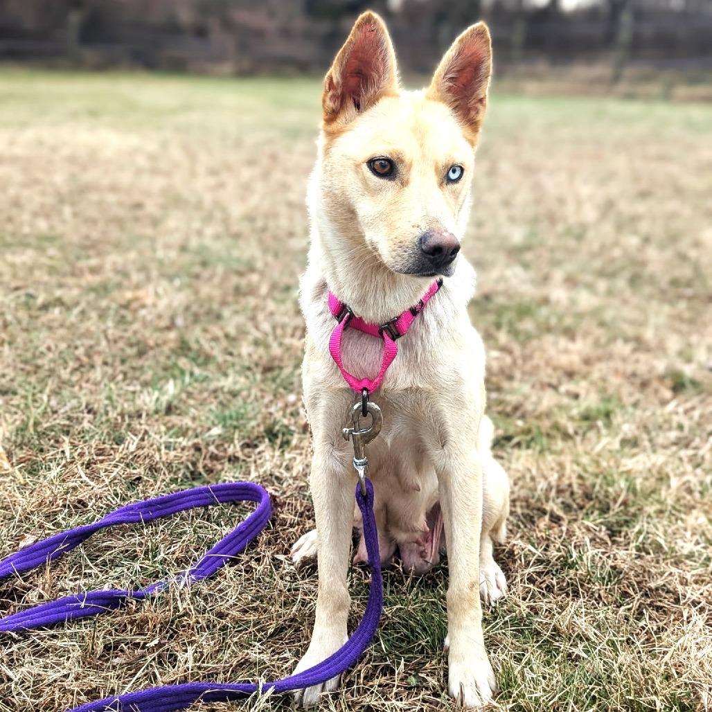 Aspen, Adoptable, Young Female Cattle Dog & Husky.