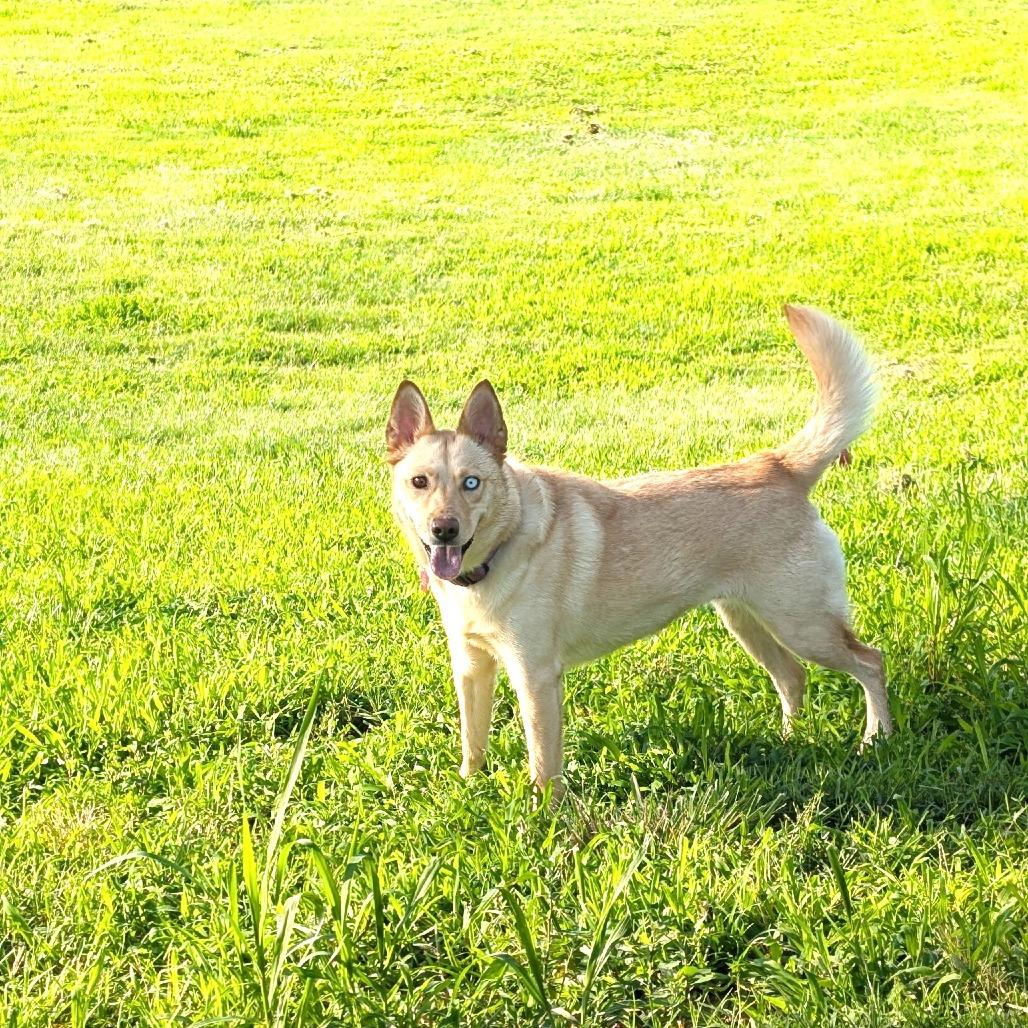Aspen, a Adoptable mixed breed in Chantilly, VA image 1/4