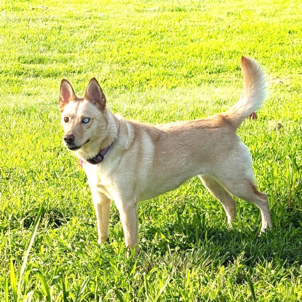 Aspen, a Adoptable mixed breed in Chantilly, VA image 2/4
