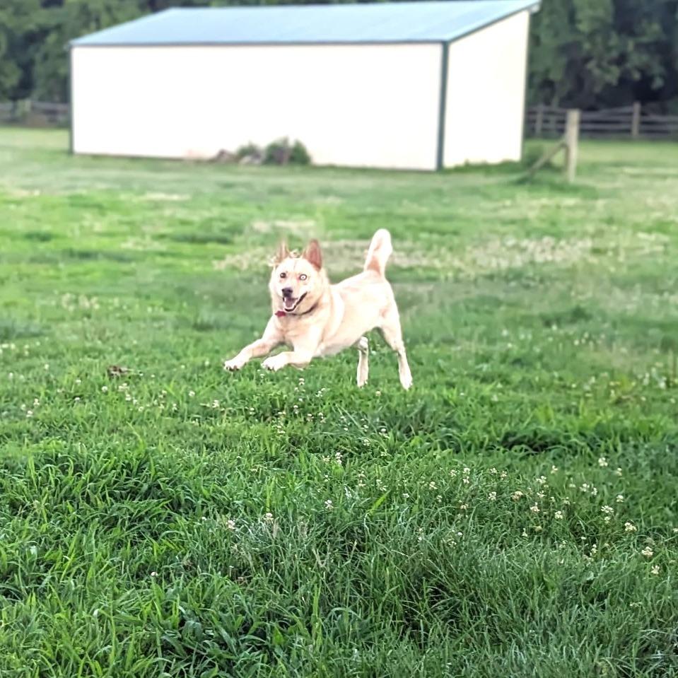 Aspen, a Adoptable mixed breed in Chantilly, VA image 3/4
