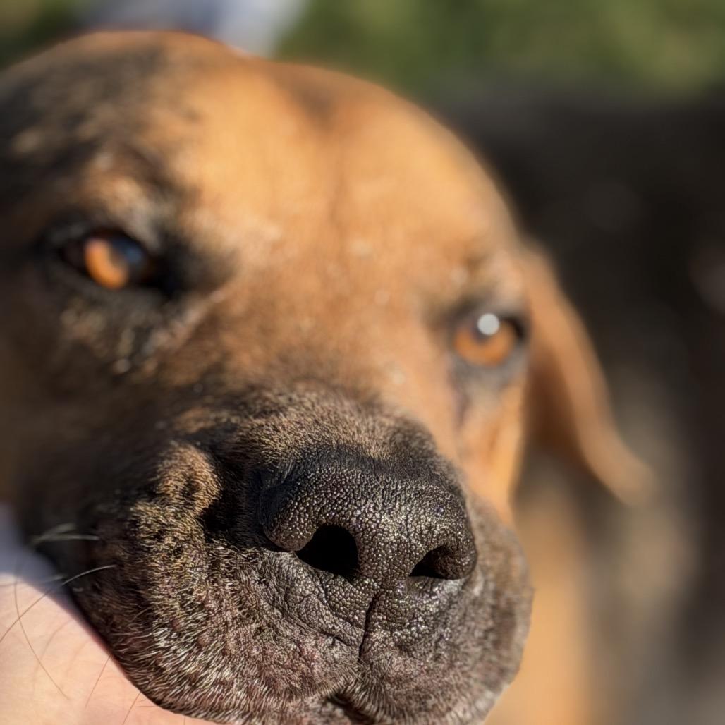 Eeyore, a Adoptable mixed breed in Pearland, TX image 2/6