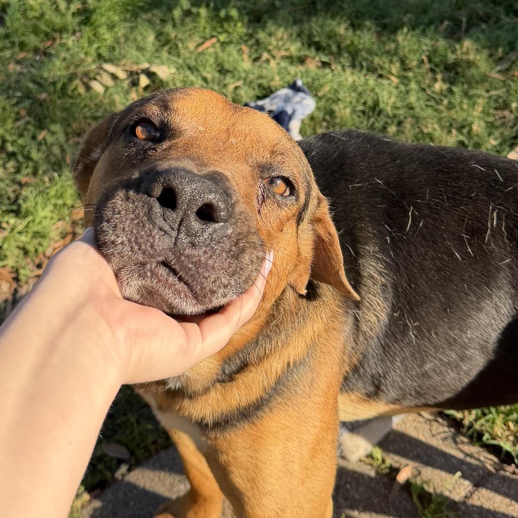 Eeyore, a Adoptable mixed breed in Pearland, TX image 3/6