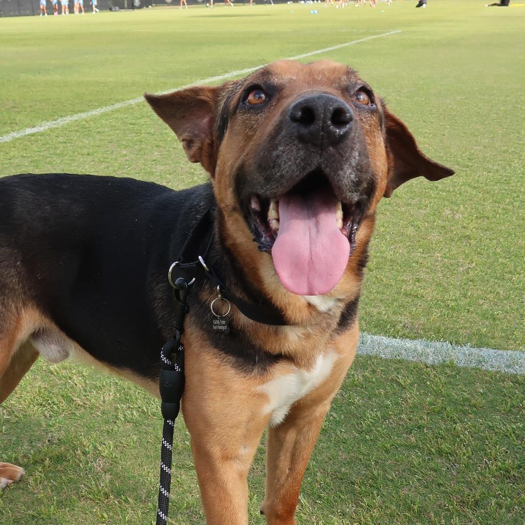 Eeyore, a Adoptable mixed breed in Pearland, TX image 4/6