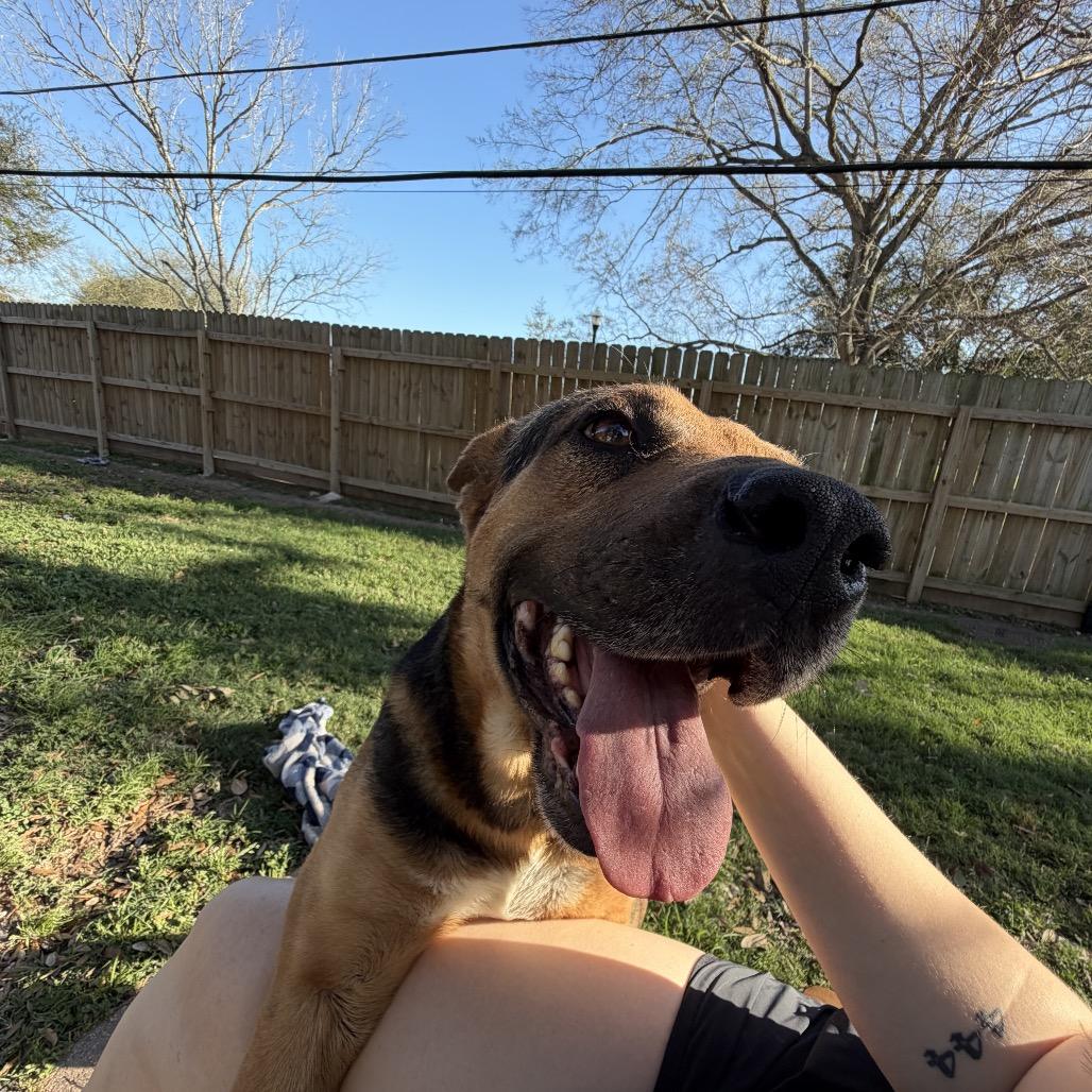 Eeyore, a Adoptable mixed breed in Pearland, TX image 5/6