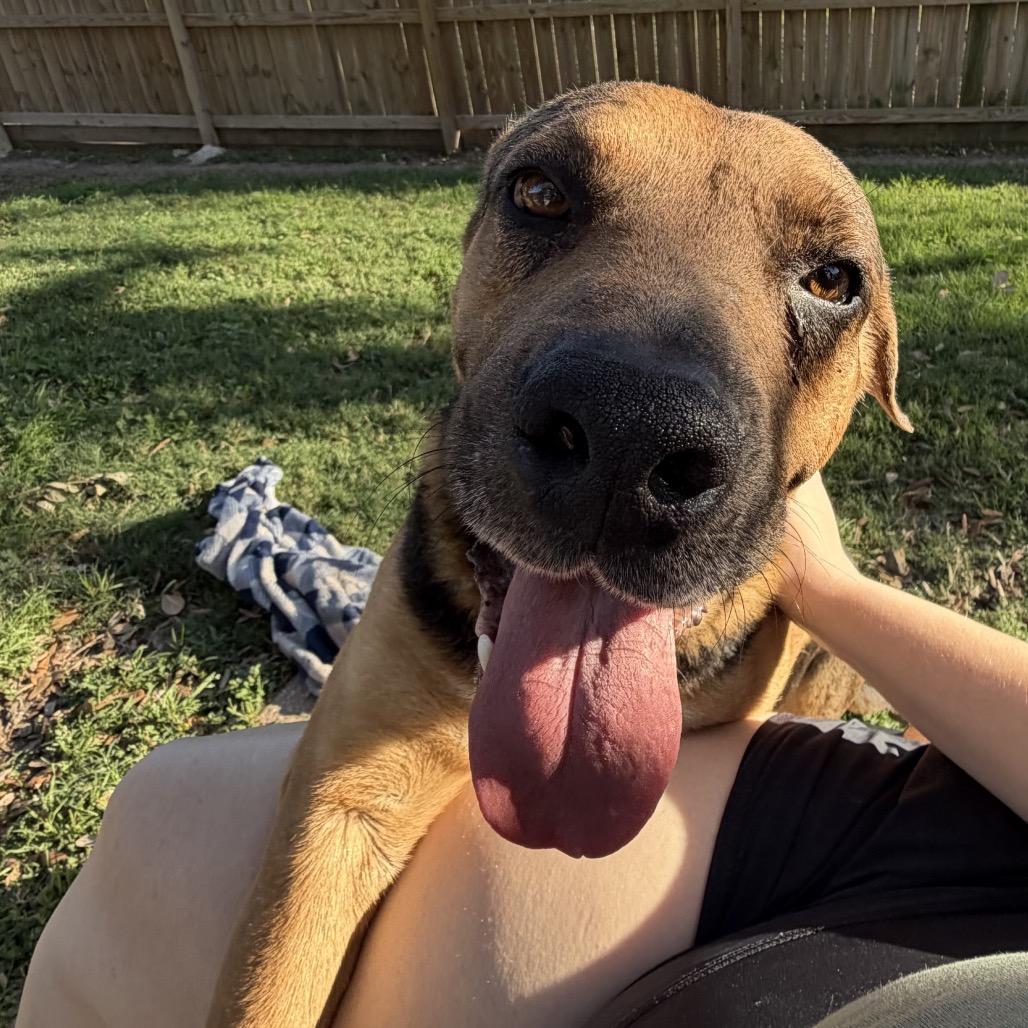 Eeyore, a Adoptable mixed breed in Pearland, TX image 6/6