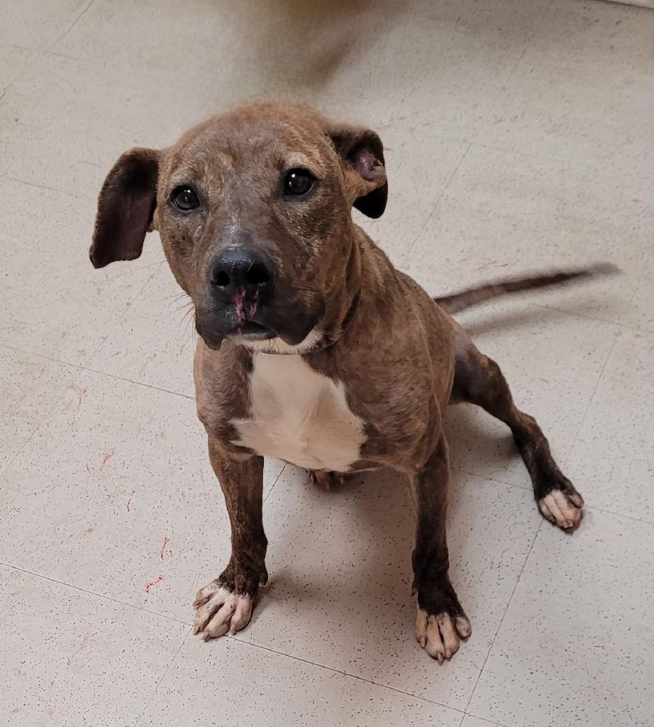 Rosa Barks, Adoptable, Adult Female Mixed Breed.