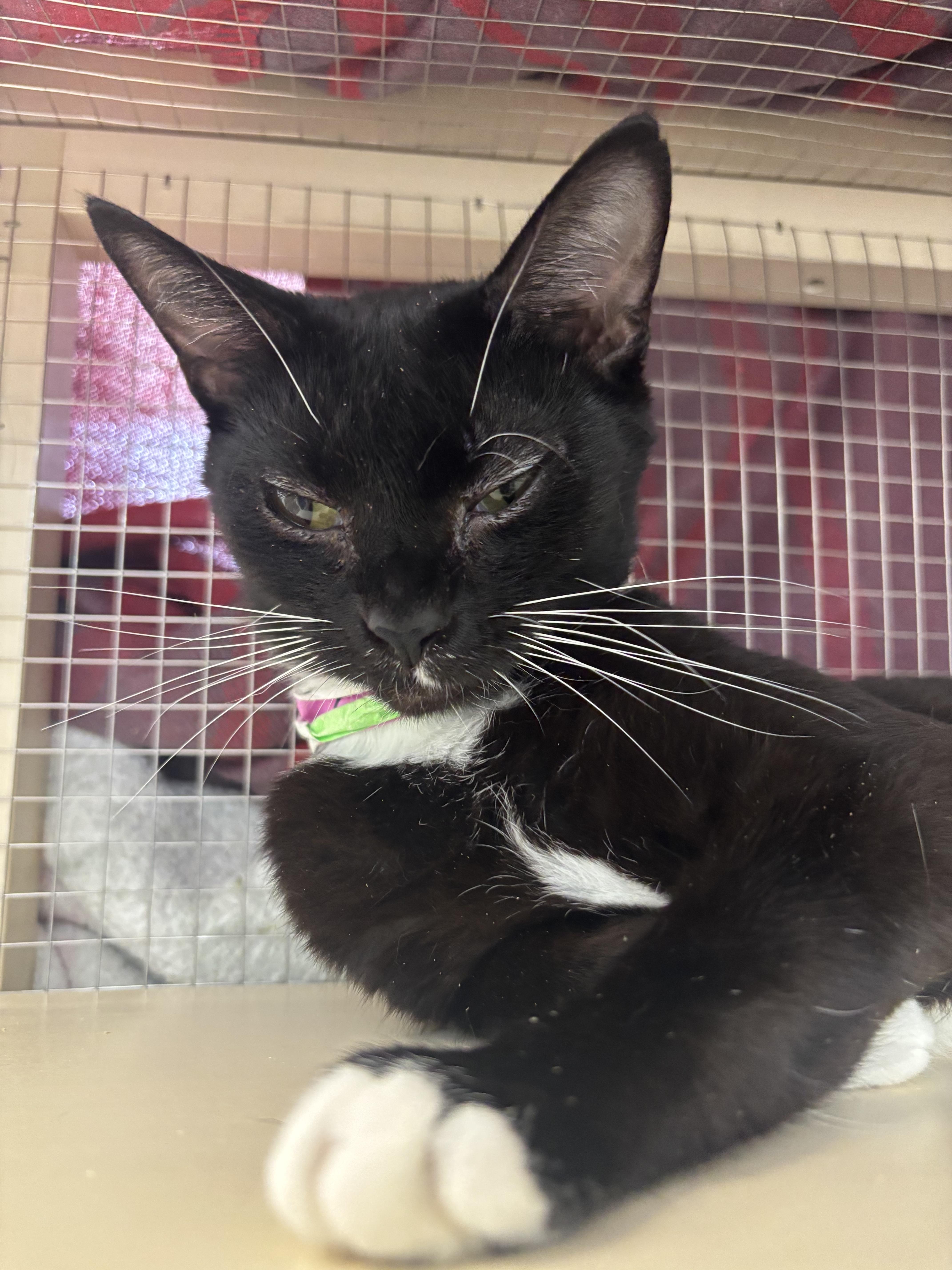 Enlarge Cloudy, a ADOPTABLE Domestic Short Hair in Shrewsbury, MA image 1/2