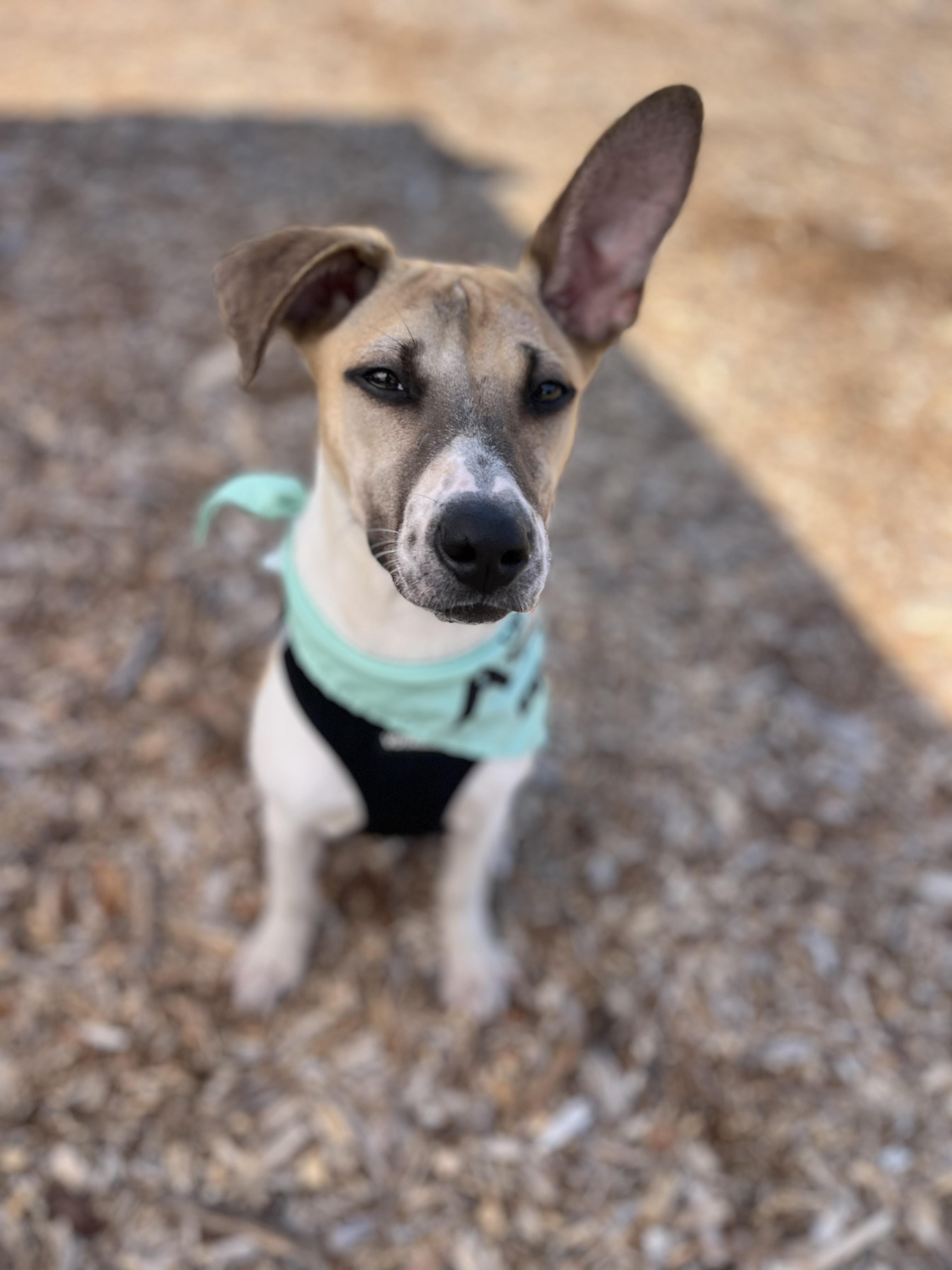 Daisy, a ADOPTABLE mixed breed in Poway, CA image 2/6