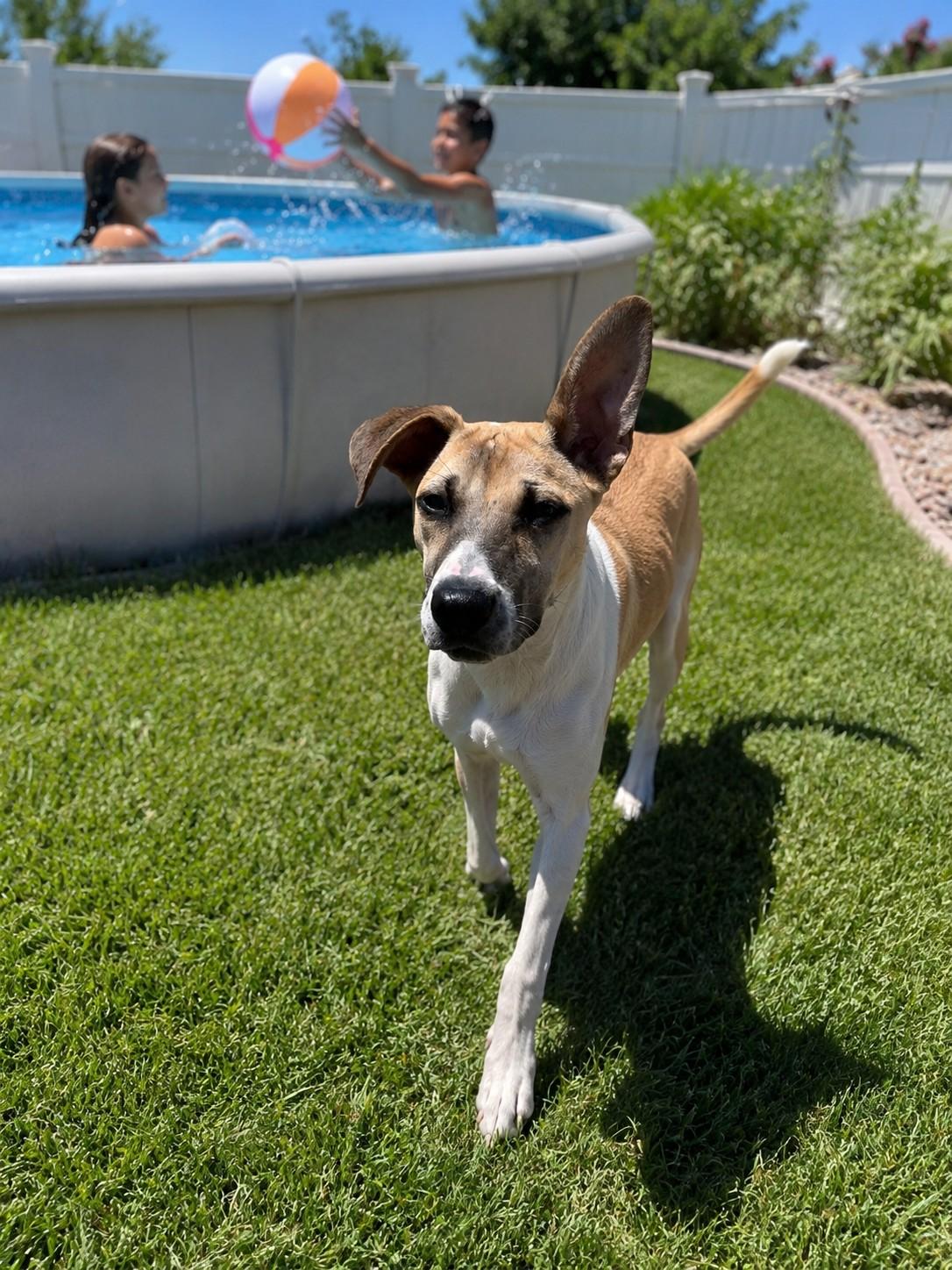 Daisy, a ADOPTABLE mixed breed in Poway, CA image 3/3