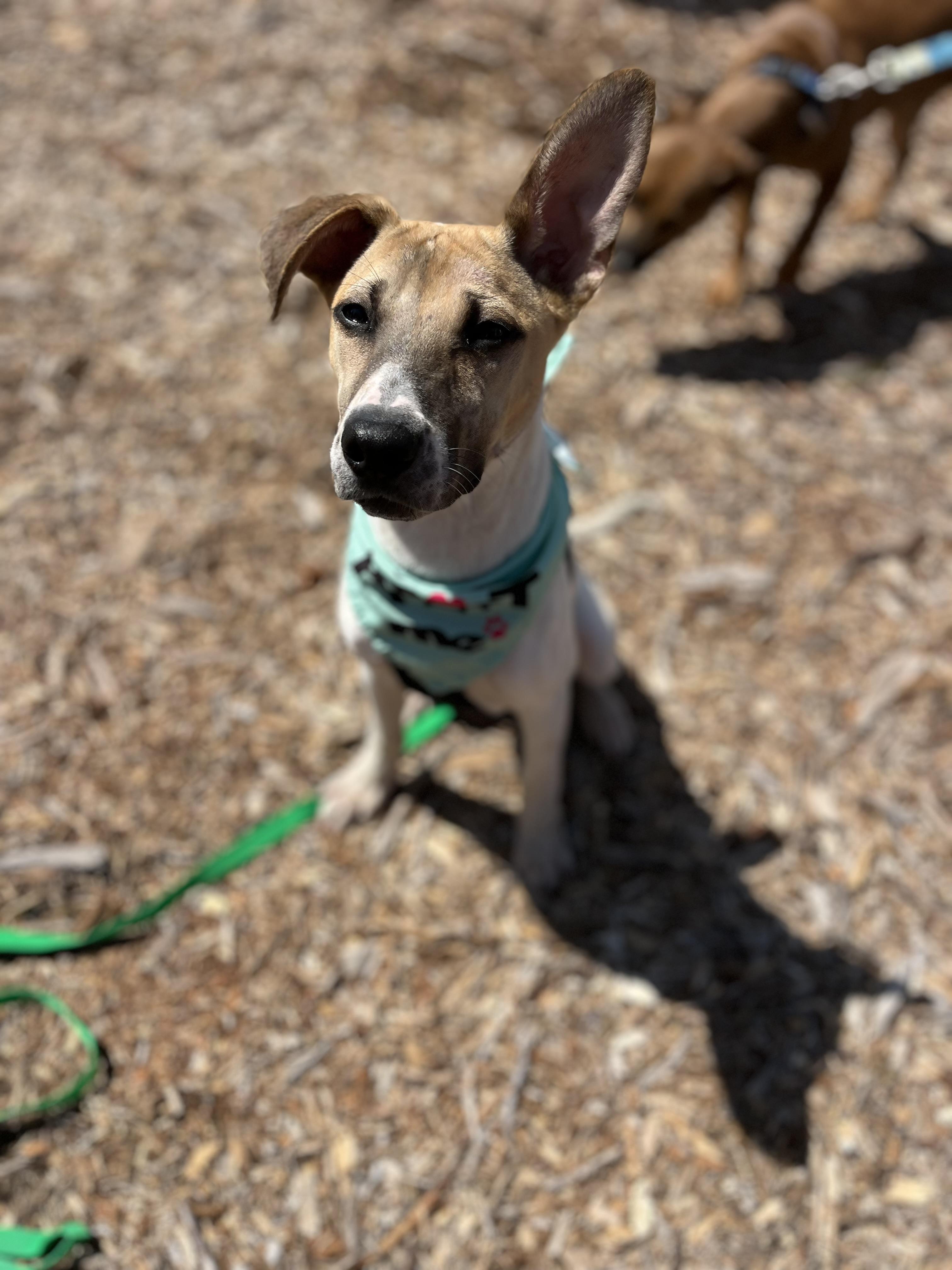 Daisy, a ADOPTABLE mixed breed in Poway, CA image 3/6
