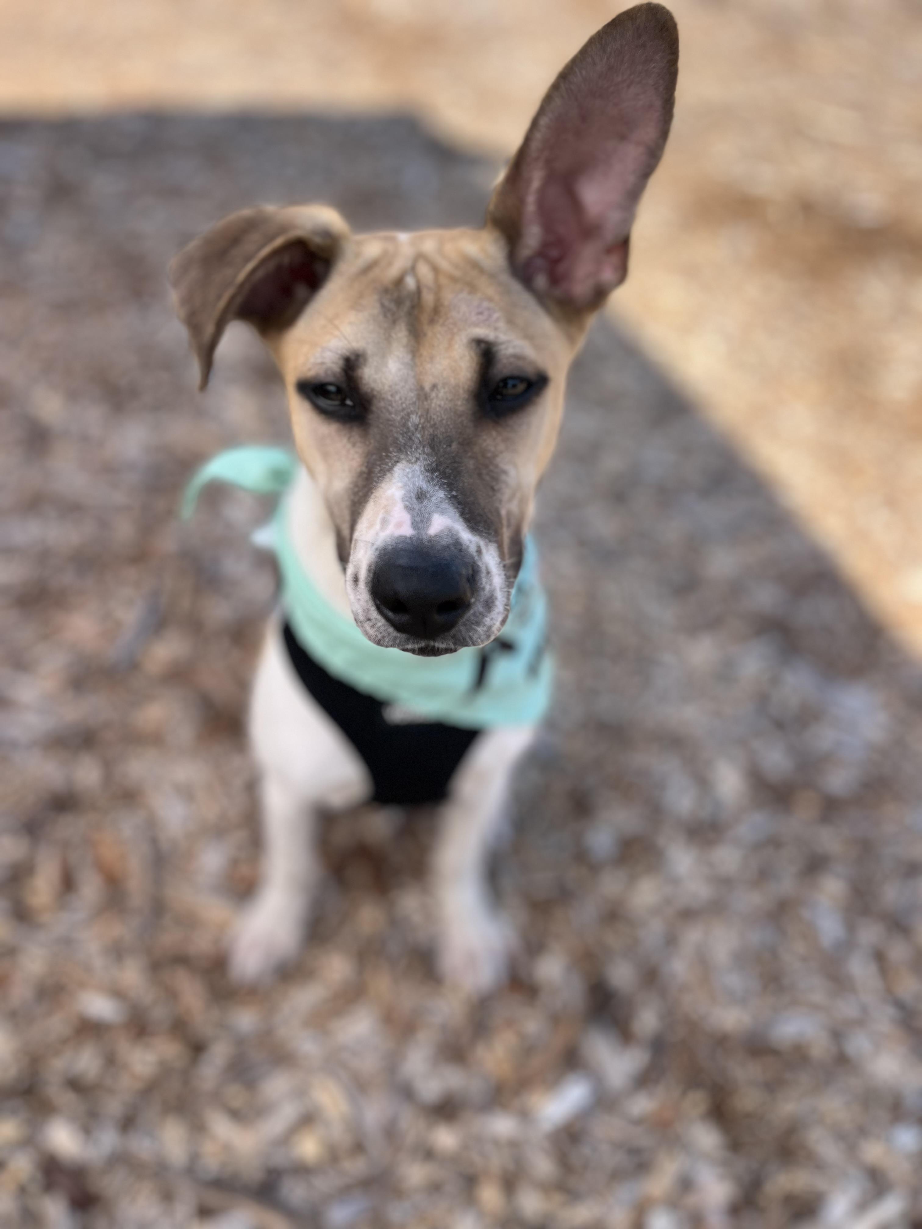 Daisy, a ADOPTABLE mixed breed in Poway, CA image 1/6