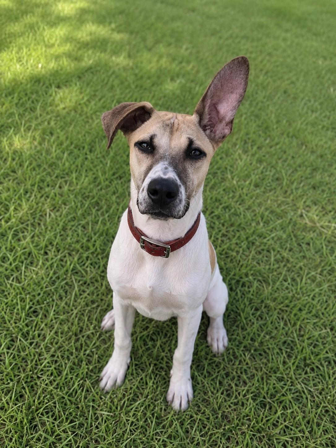 Enlarge Daisy, a ADOPTABLE mixed breed in Poway, CA image 3/3
