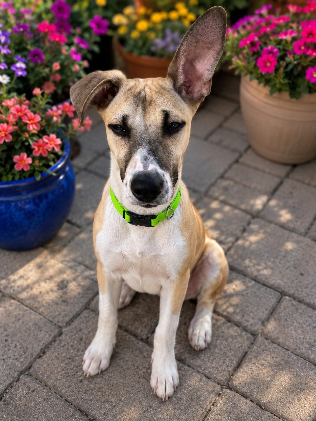 Enlarge Daisy, a ADOPTABLE mixed breed in Poway, CA image 2/3