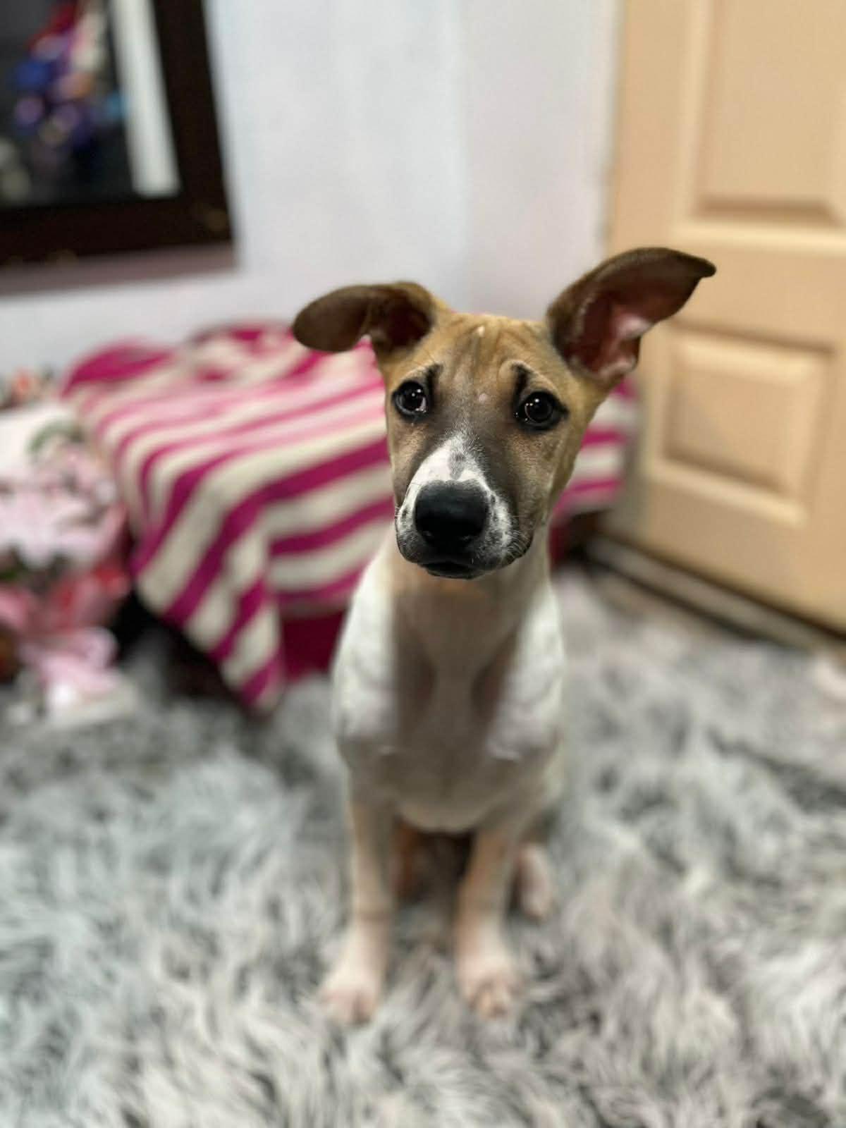 Enlarge Daisy, a ADOPTABLE mixed breed in Poway, CA image 2/2