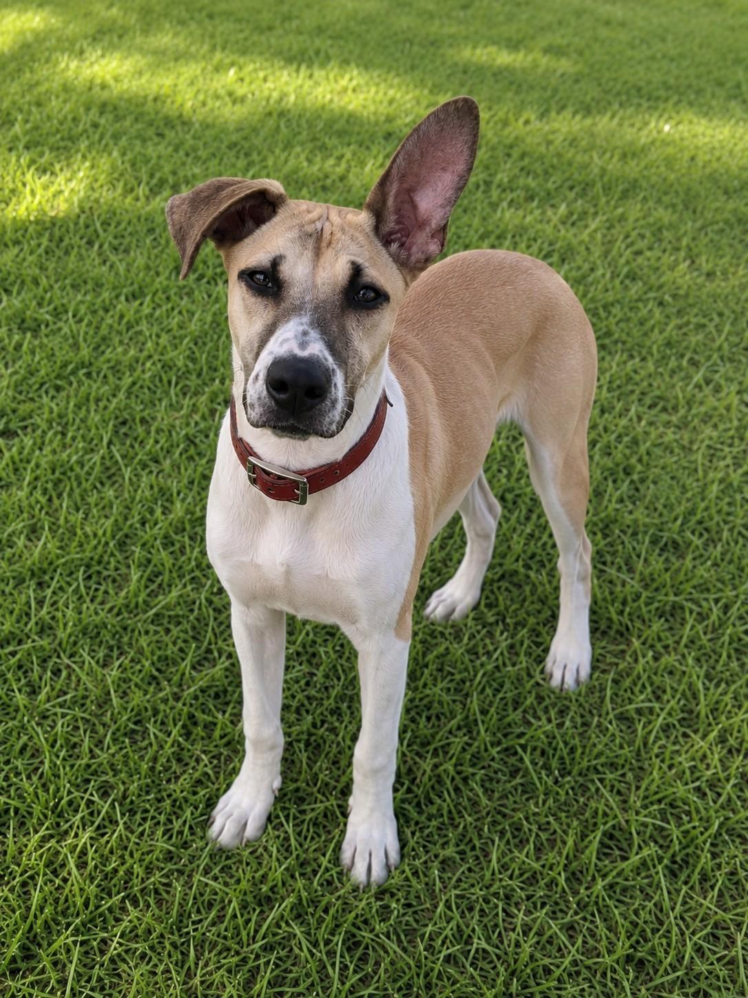 Enlarge Daisy, a ADOPTABLE mixed breed in Poway, CA image 2/3