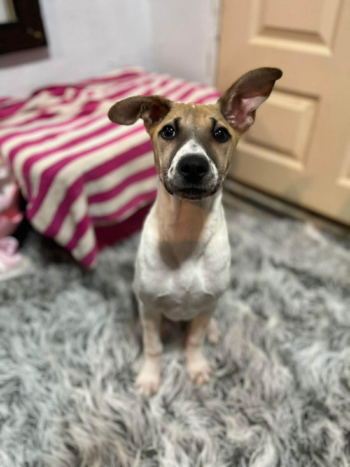 Daisy, ADOPTABLE, Puppy Female Terrier & Labrador Retriever.