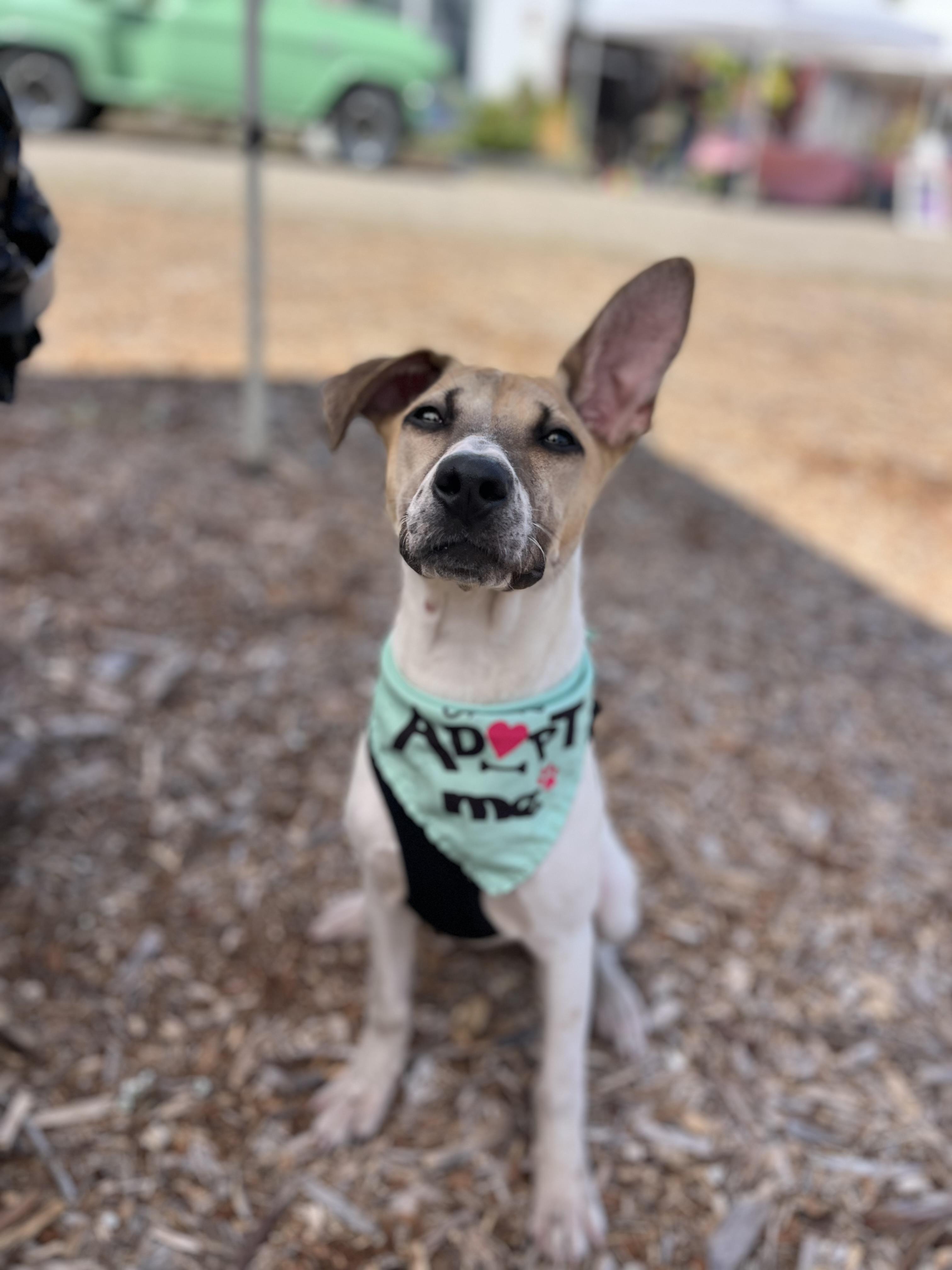 Daisy, a ADOPTABLE mixed breed in Poway, CA image 4/6