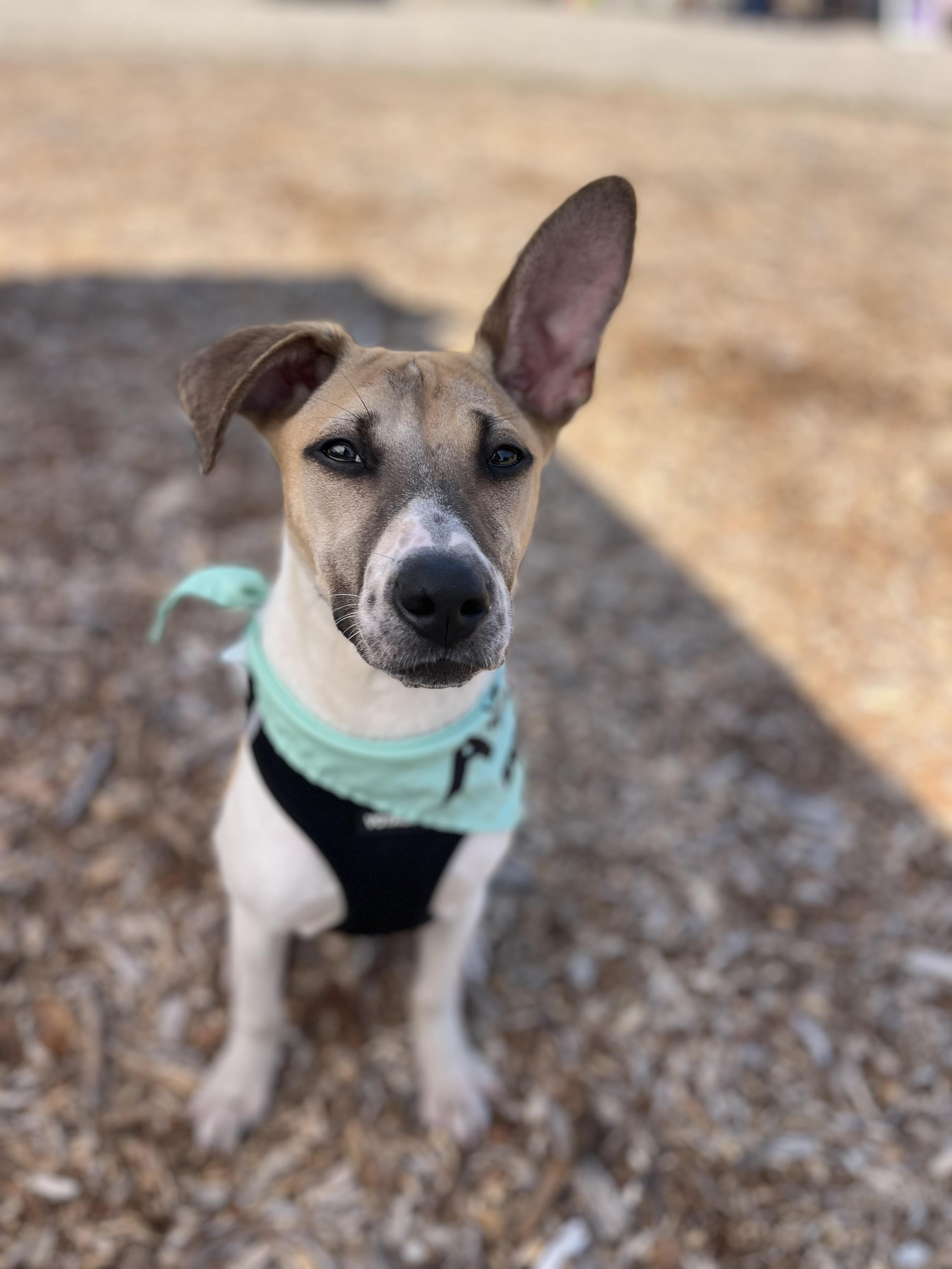 Daisy, a ADOPTABLE mixed breed in Poway, CA image 5/6