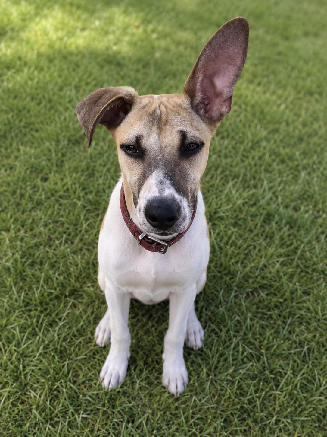Daisy, ADOPTABLE, Puppy Female Shepherd.