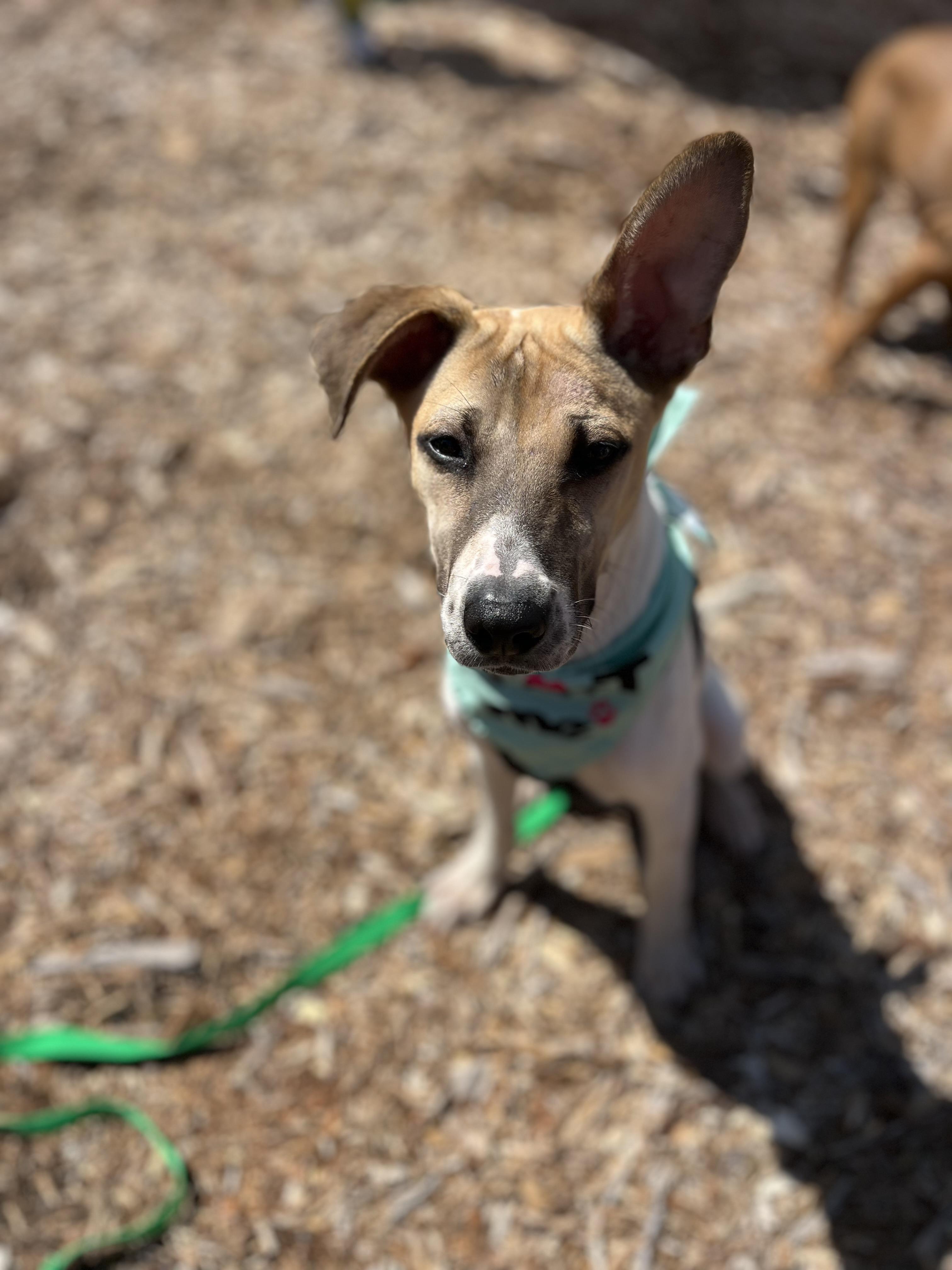 Daisy, a ADOPTABLE mixed breed in Poway, CA image 6/6