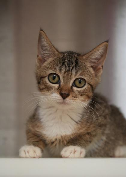 Enlarge Phloem 64682, a Adoptable mixed breed in Aiken, SC image 1/3